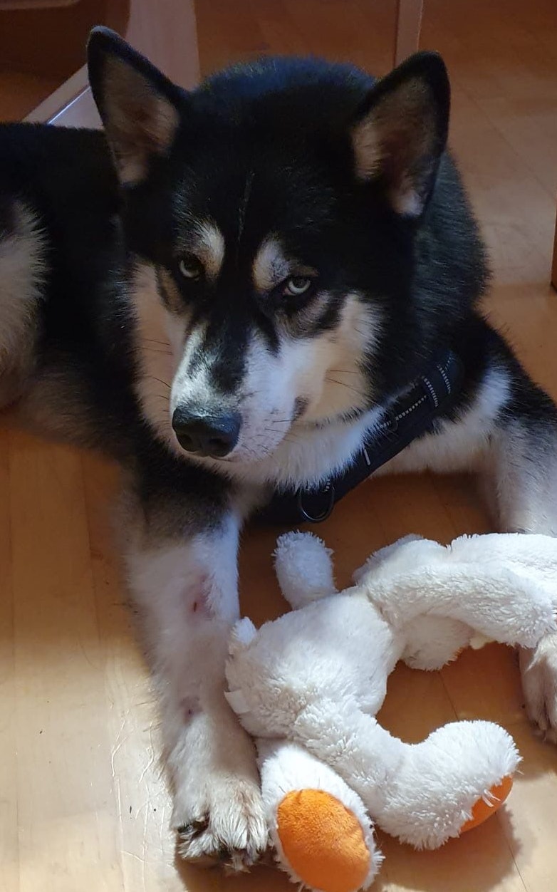Schwer misshandelt, nun nahm sich Husky Buba einen Anwalt