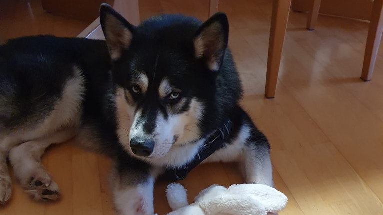 Einem zweieinhalbjährigen Husky-Rüden wurden in Wien von seinem Besitzer fast alle Zähne ausgeschlagen, dann prügelte er ihn halb tot. Dank einer Hilfsorganisation überlebte das Tier knapp – und klagt vor Gericht mit einem Anwalt seine Behandlungskosten ein.