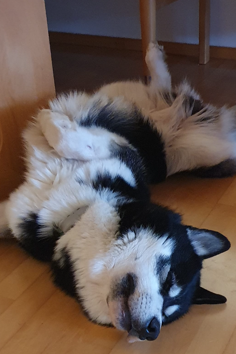 Sein Schicksal soll die Sensibilität der Justiz erhöhen: Buba kann sich endlich ohne Angst entspannen