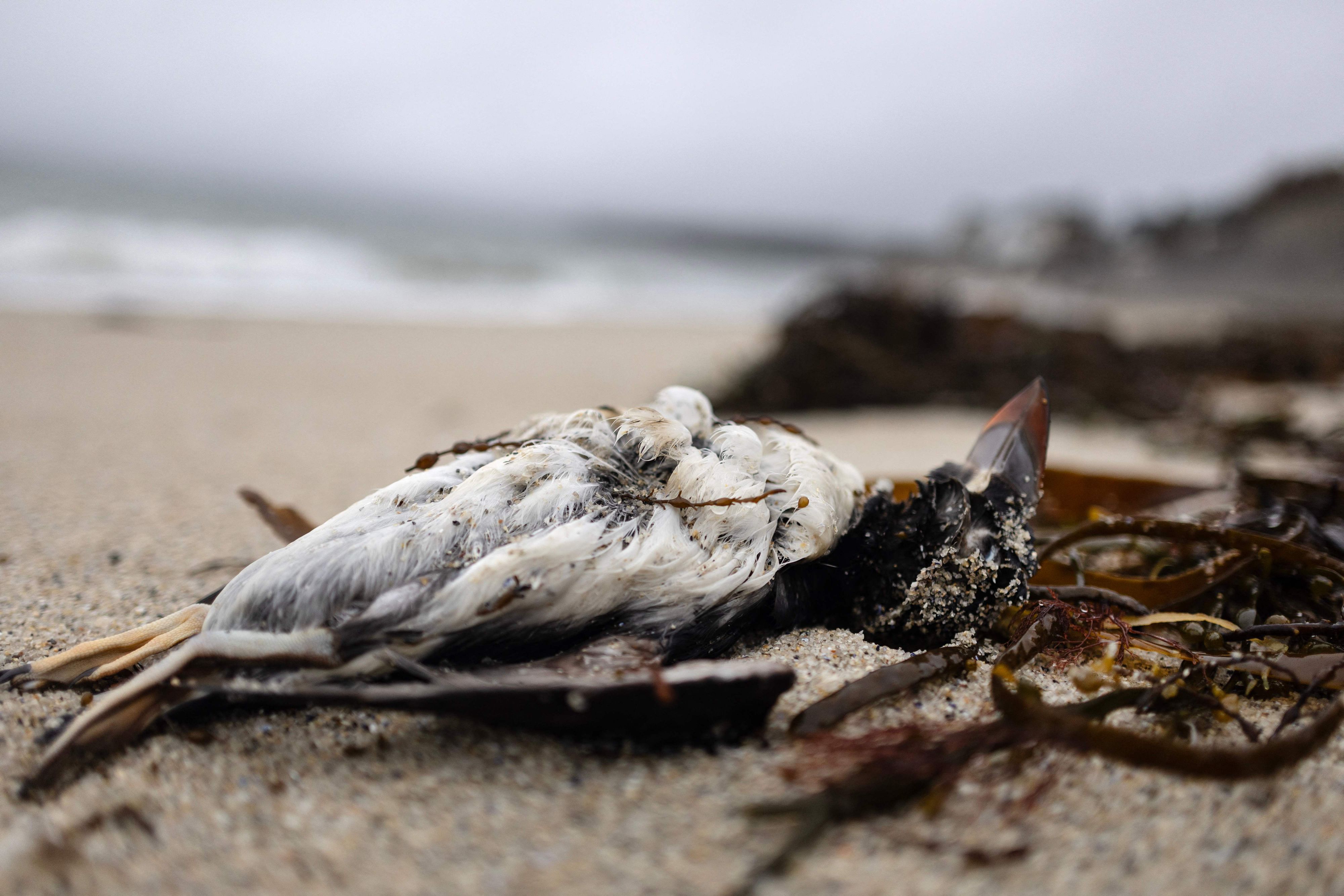 Die gesamte Atlantikküste entlang findet man momentan tote, unterernährte Vögel.