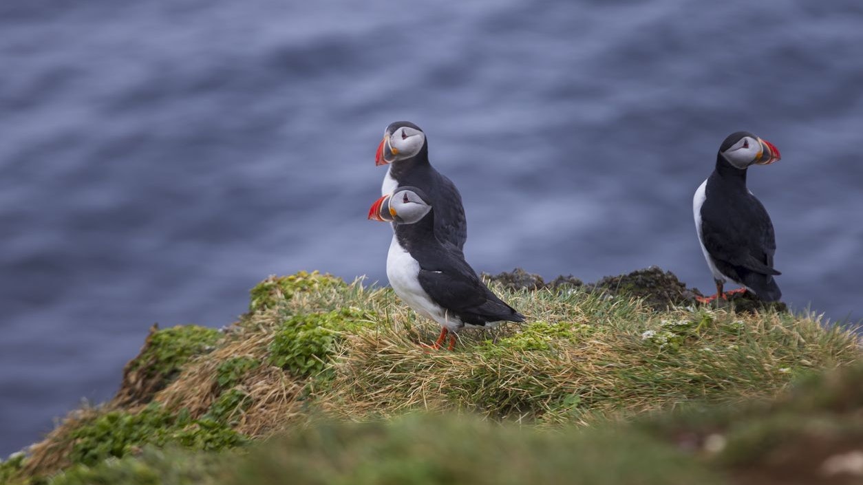 Papageientaucher sind prinzipiell raues Wetter gewohnt, doch sie finden kaum noch Nahrung. 