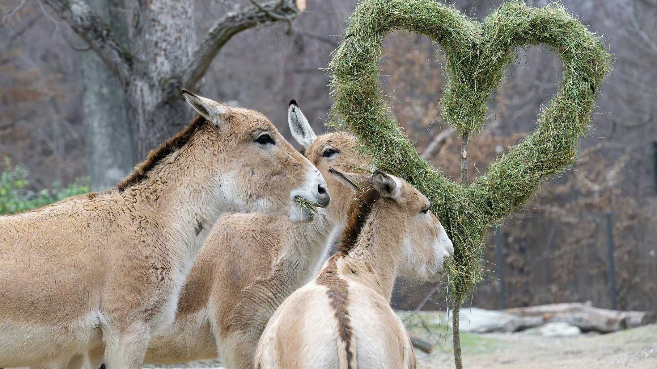 Die Harems-Herde ist vom Herz aus Heu offenbar begeistert.