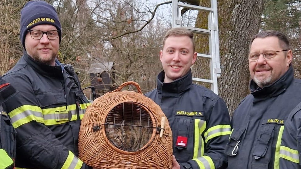 Die Katze Fibi hatte beschlossen, den Baumwipfel-Panoramablick in ihrer Heimatstadt Waidhofen/Ybbs ausgiebig zu testen. 