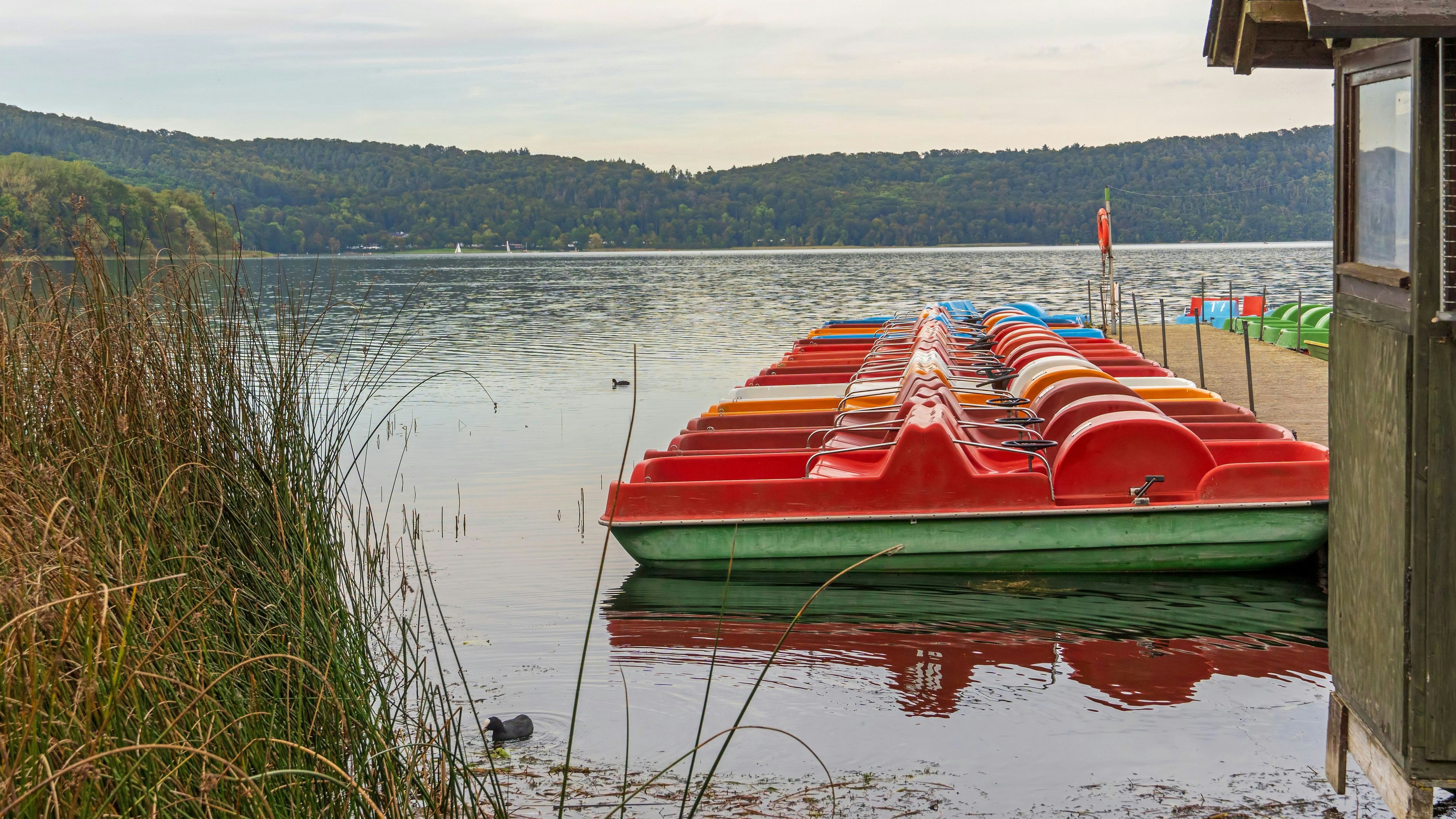 German, Rhineland-Palatinate, 2024: The Laacher See (Lake Laach) near Maria Laach in the Volcanic Eifel is the biggest Lake in Rhineland-Palatinate