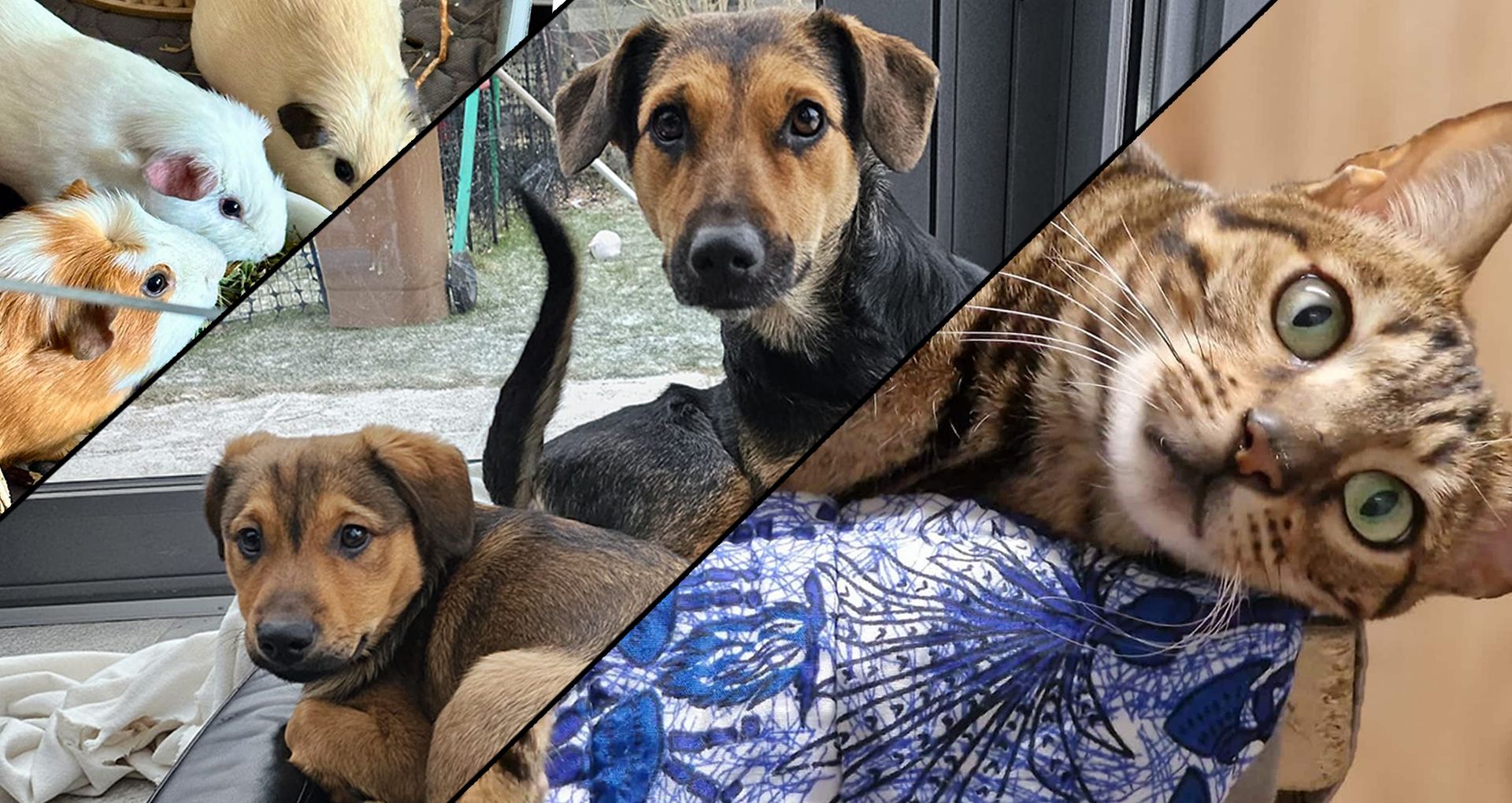 Happy Ends sind natürlich für den Tierschutzverein der Garant für die Weiterführung der Arbeit.