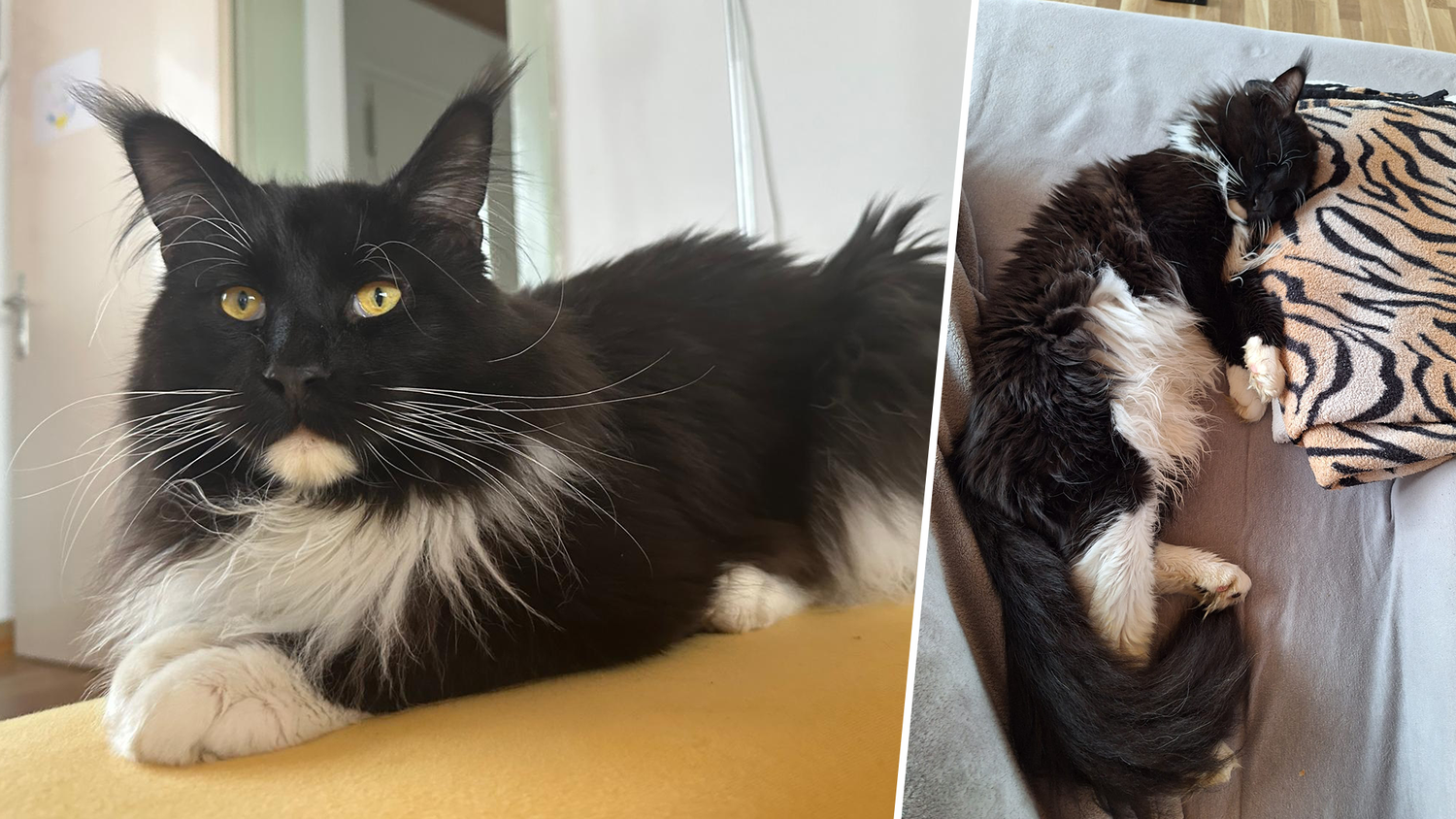 "Mogli" kam von einem Spaziergang nicht mehr zurück. Die Familie bittet verzweifelt um Hinweise.