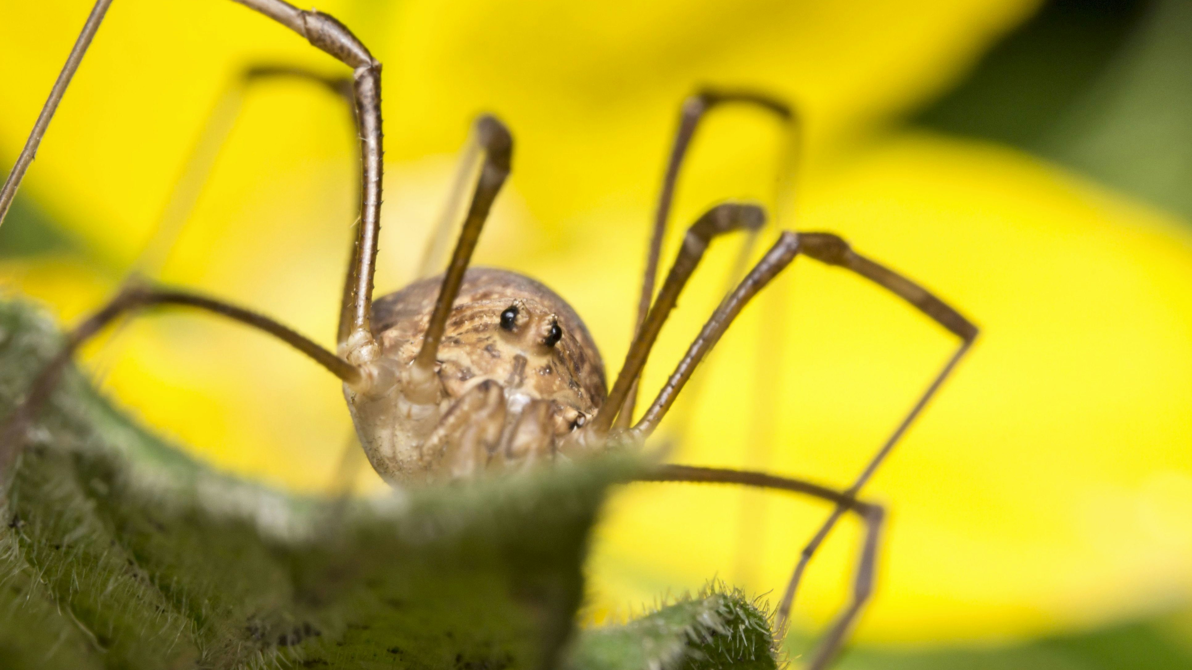Weberknechte haben nur zwei Augen, nicht acht.
