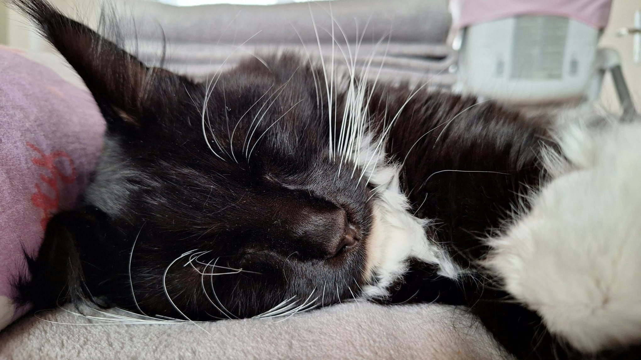 Der schwarz-weiße Main-Coon-Kater wird seit 7. Februar vermisst.