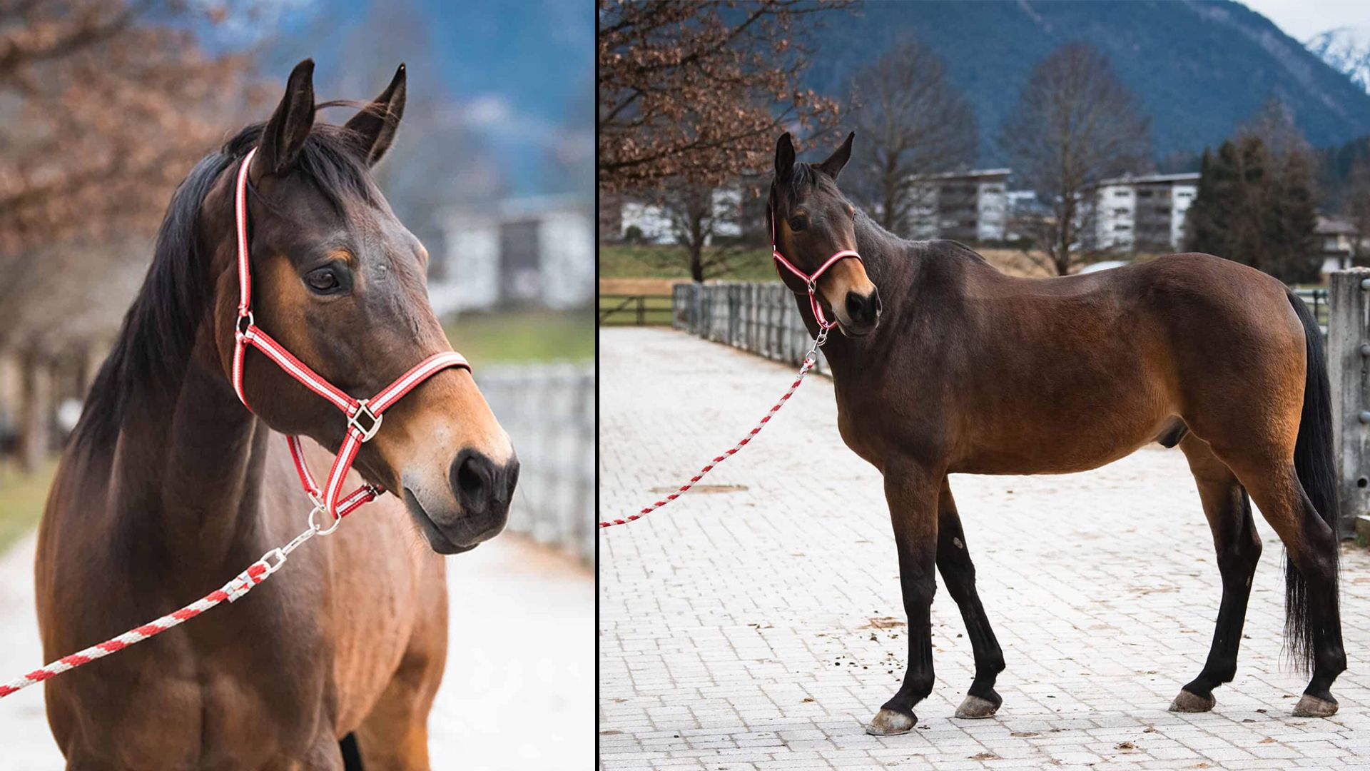 Da er aufgrund eines Problems der Wirbelsäule nicht mehr beritten werden darf, ist 