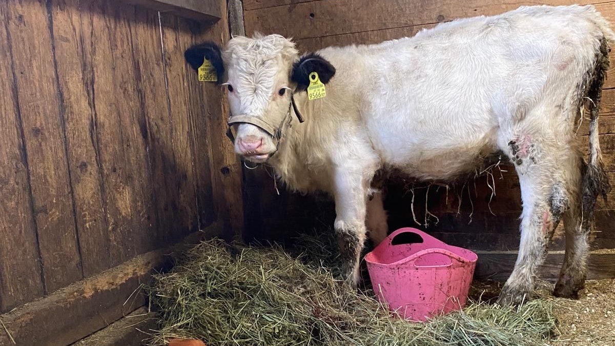 "Helga" muss jetzt einmal zu Kräften kommen. 