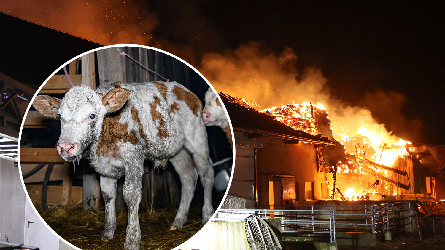 Der Großteil der Tiere konnte von den Einsatzkräften gerettet werden, für etwa zehn kam die Hilfe zu spät.