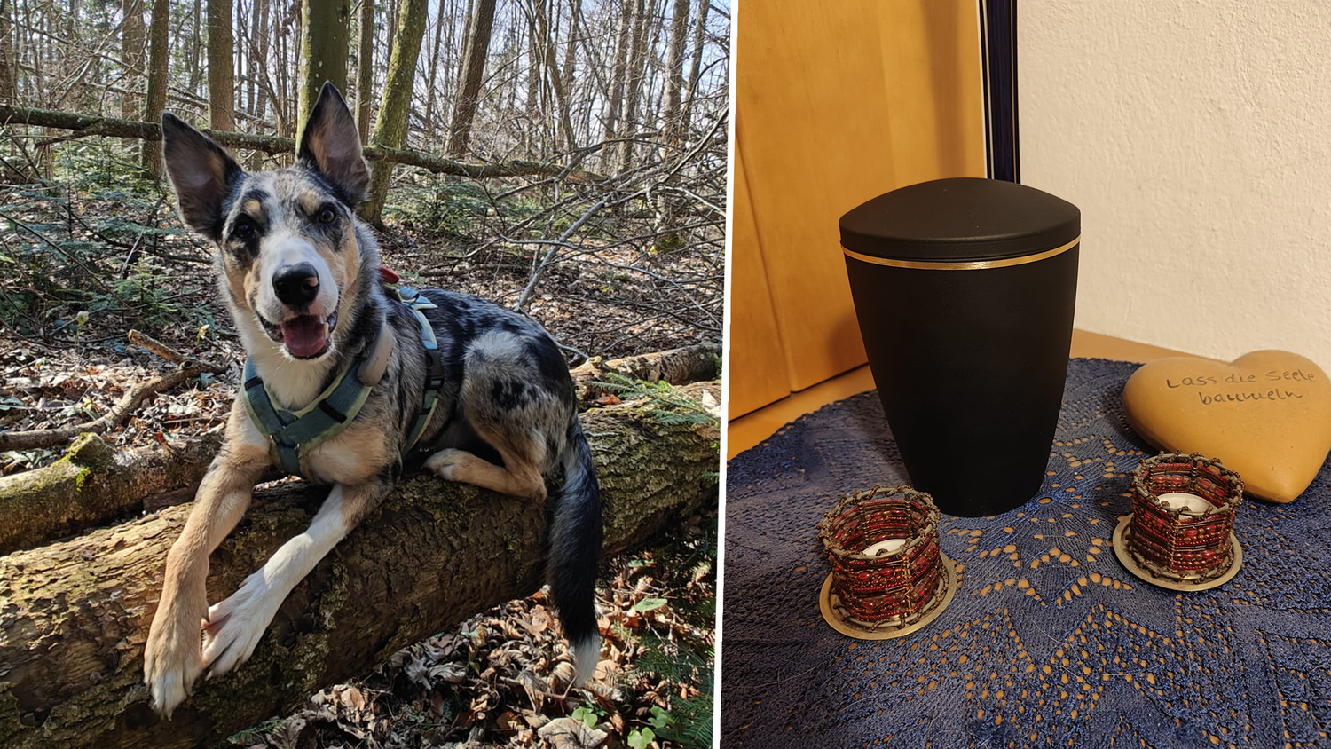 Border Collie "Cooper" wurde am 27. Dezember während eines Spaziergangs erschossen. Jetzt ist fix: Der mutmaßliche Schütze muss sich vor Gericht verantworten.