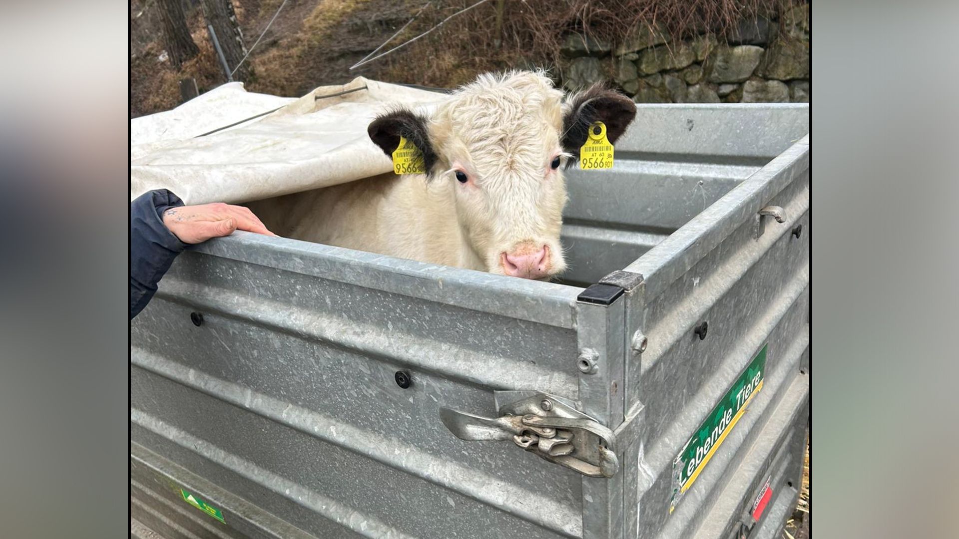 Das kleine Kälbchen 