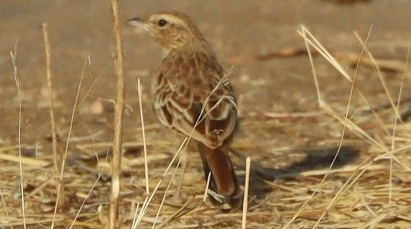 Die <strong>Rostlerche</strong> galt schon als ausgestorben. Nun wurde sie im Tschad wieder entdeckt.