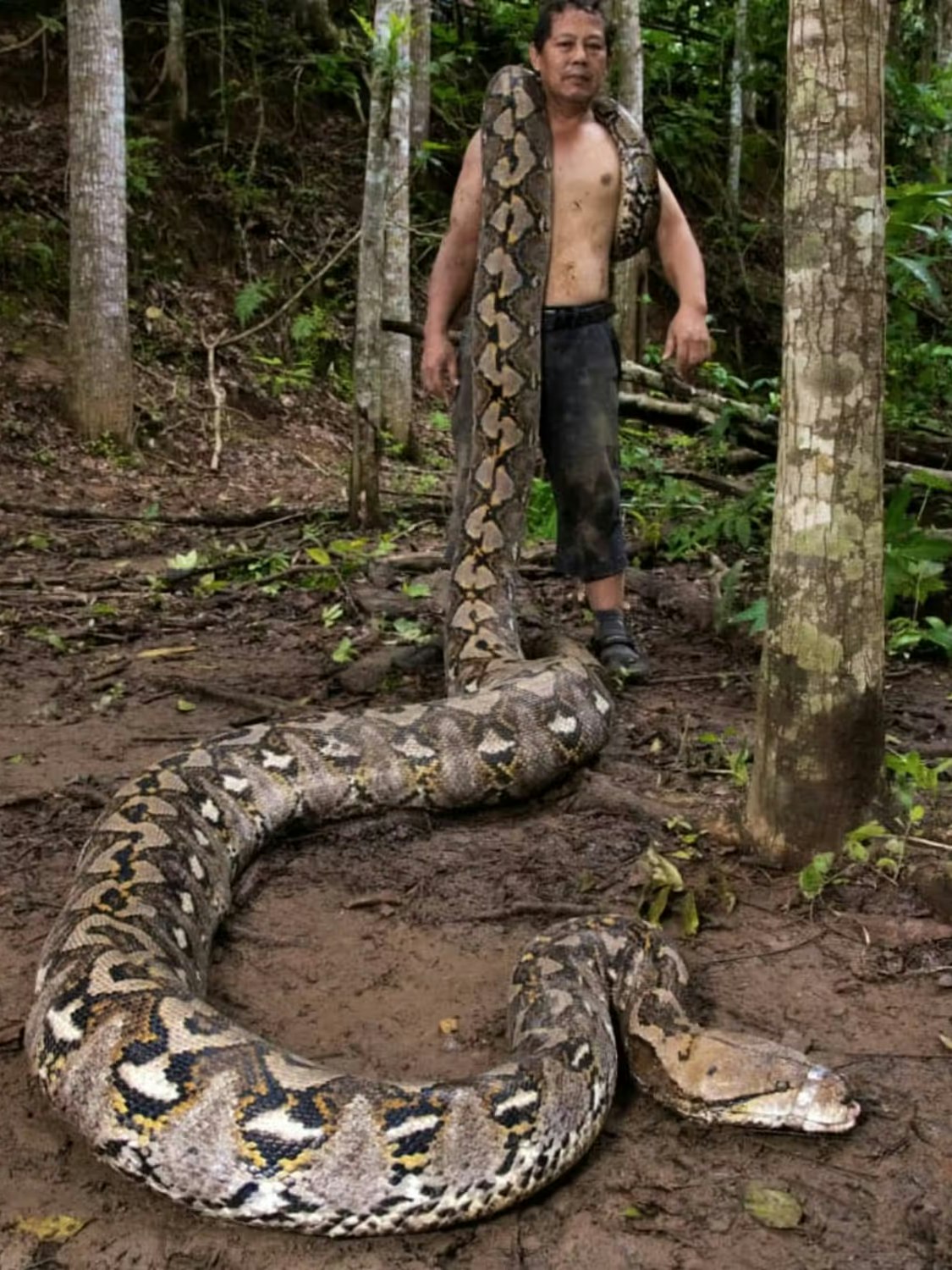 Netzpythons sind nicht giftig, können aber für Menschen dennoch gefährlich werden.