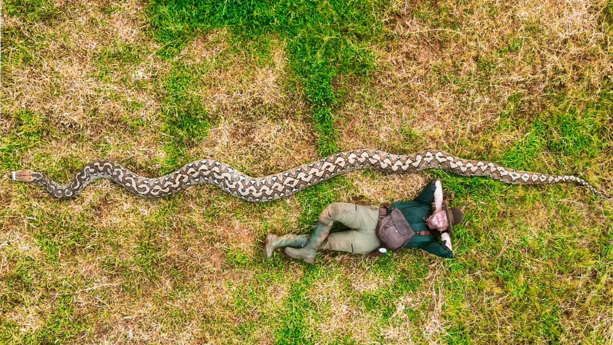 Längste Schlange der Welt in Sulawesi entdeckt