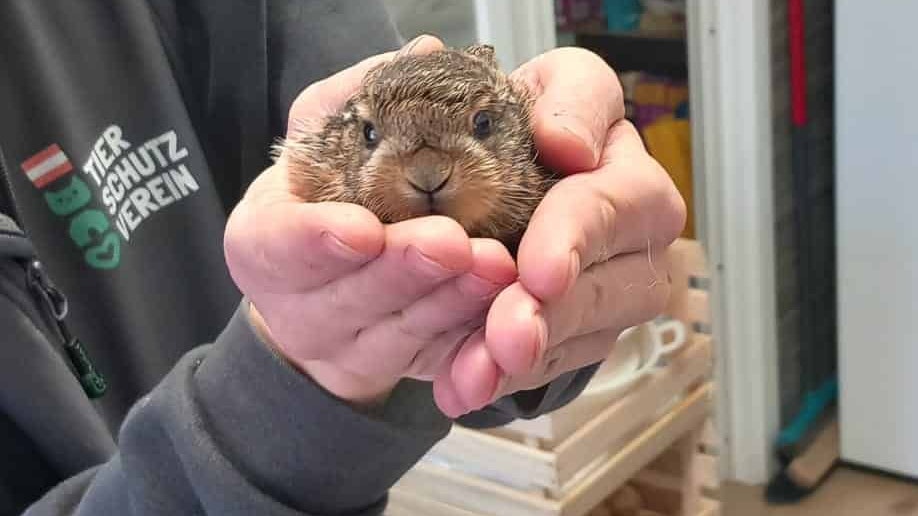 Die Tierpfleger des Assisi-Hofes in Stockerau können ein Lied davon singen, wie schwierig es ist, ein Hasenjunges überhaupt per Handaufzucht durchzubringen.
