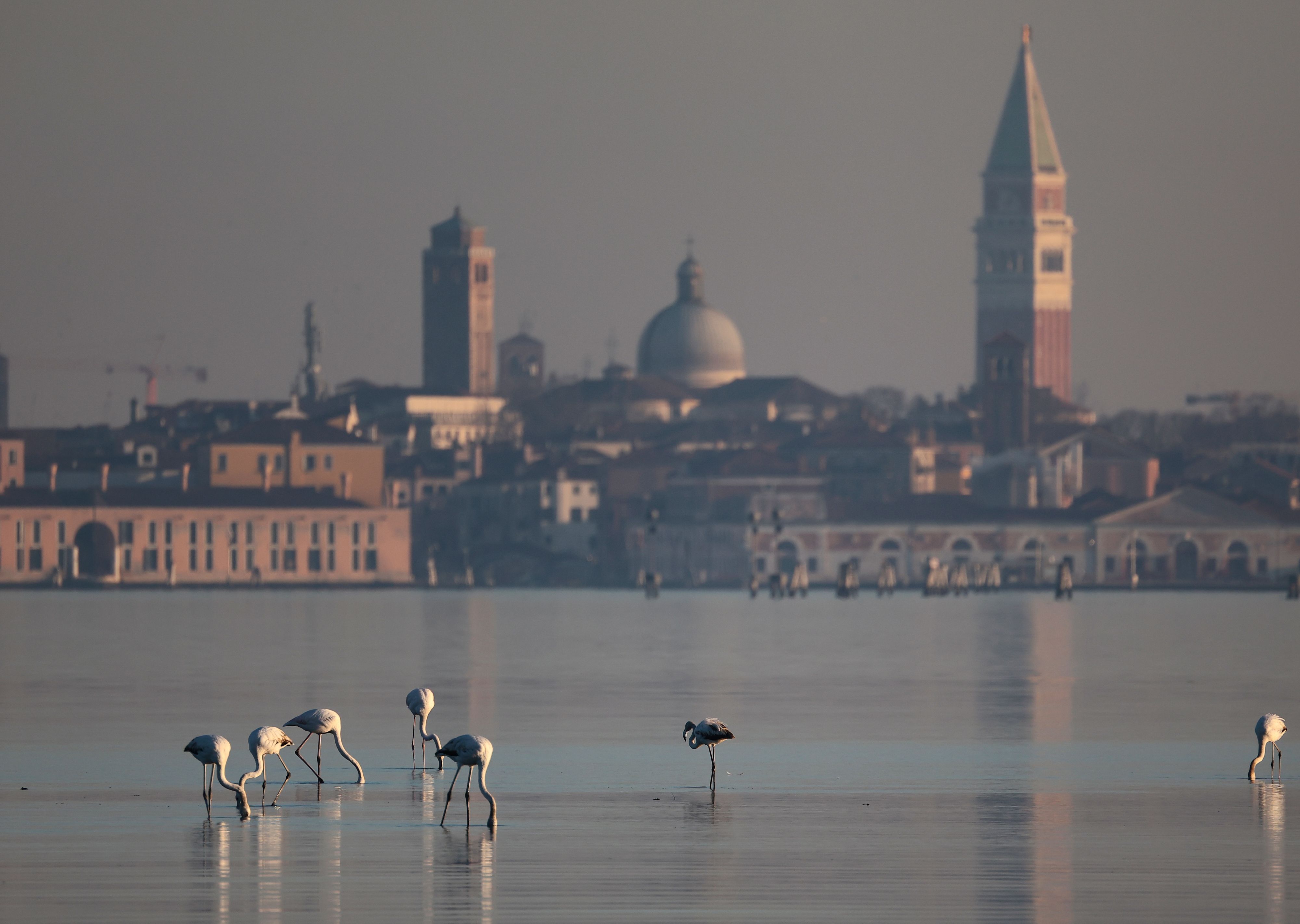 Das Ökosystem der Lagune von Venedig wird von einer winzigen Qualle bedroht.