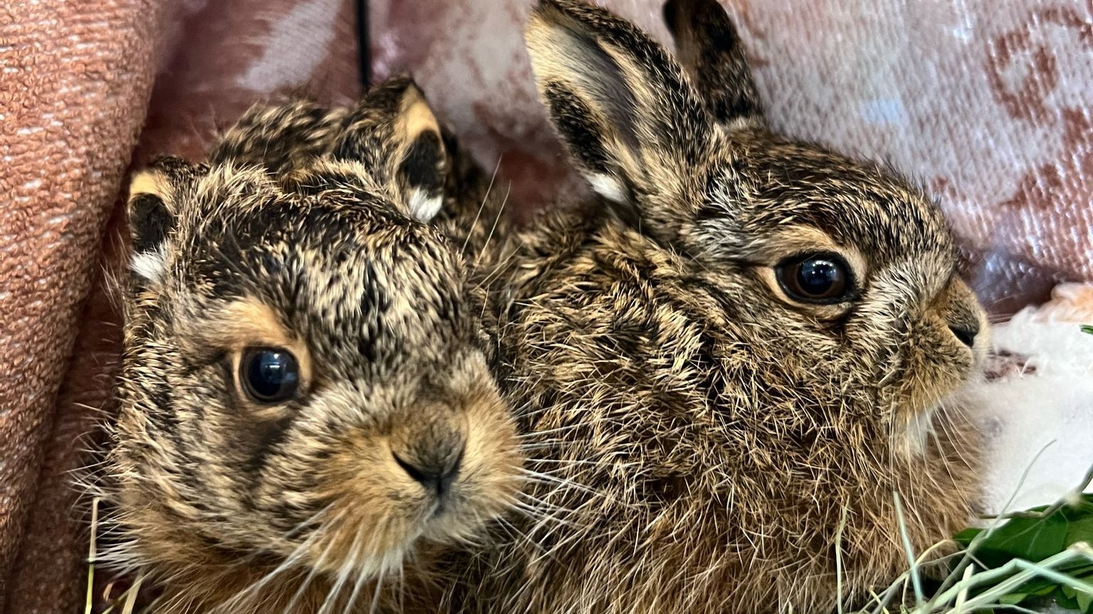 "Simon" und "Peter" konnten am Assisi-Hof gerettet werden. 