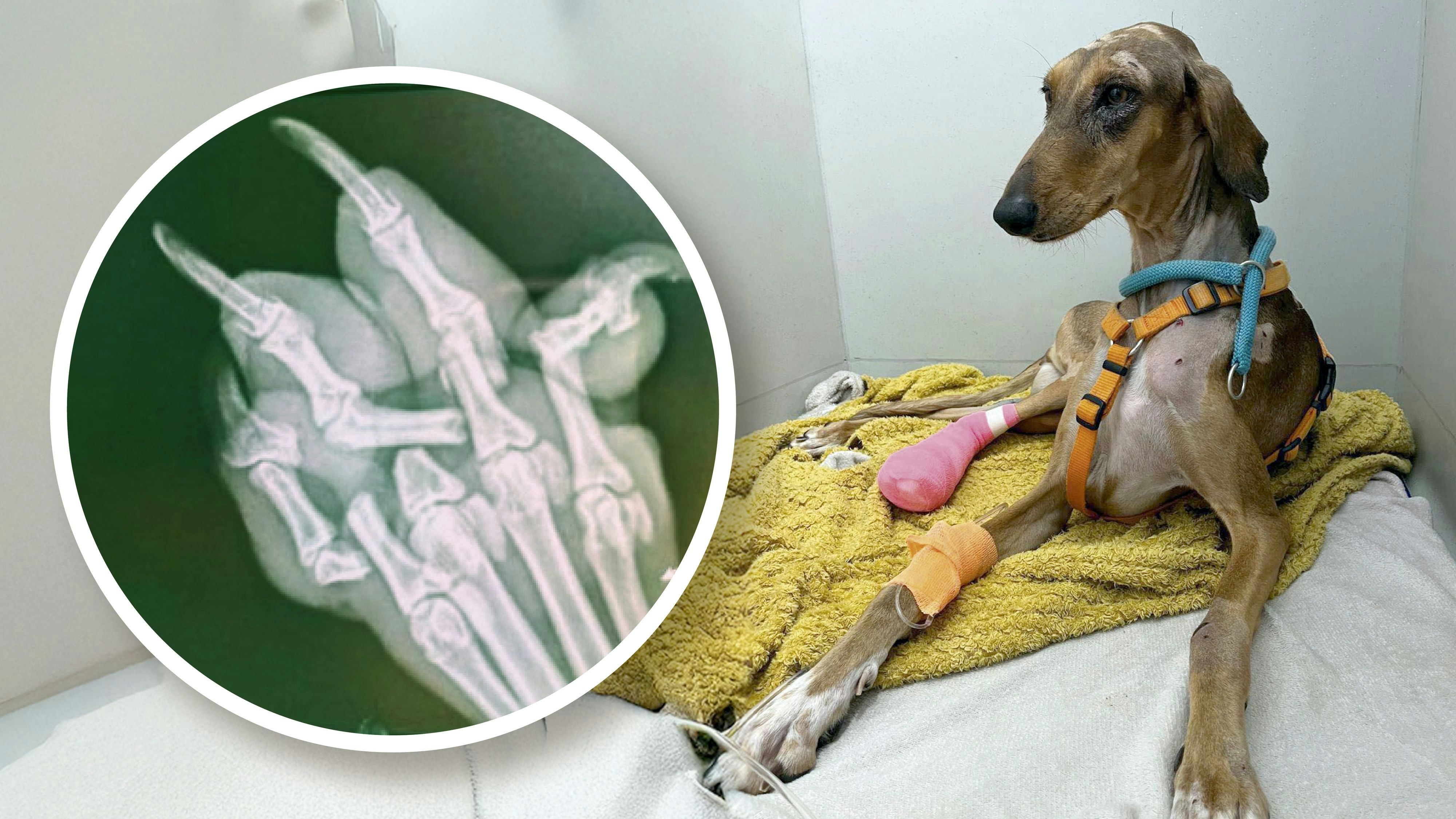 Heute.at - Hündin springt vor Zug – Tibby kämpft sich ins Leben