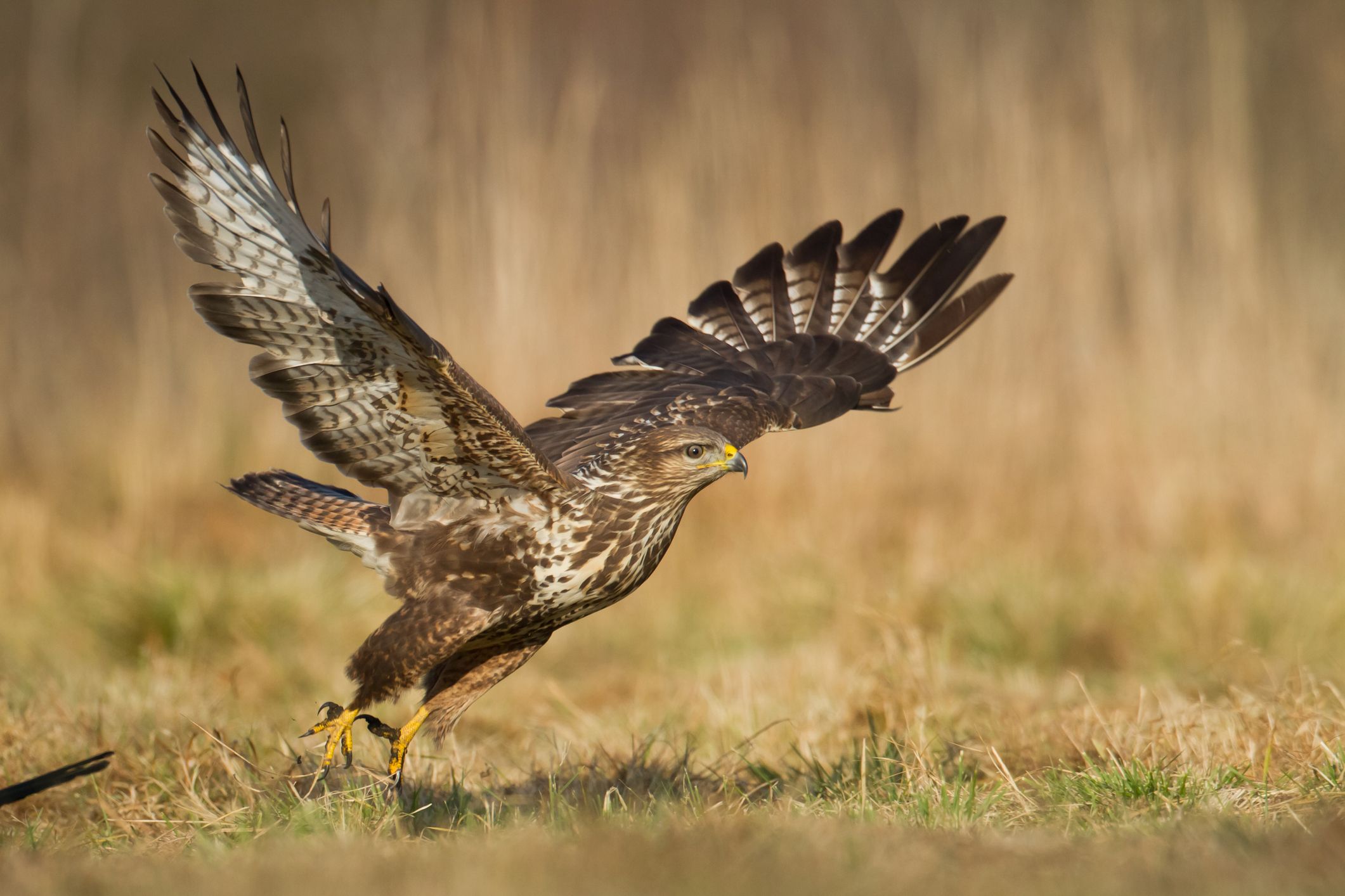 Vermehrte Greifvögel - wie hier ein Mäusebussard - weist auf ein gutes 