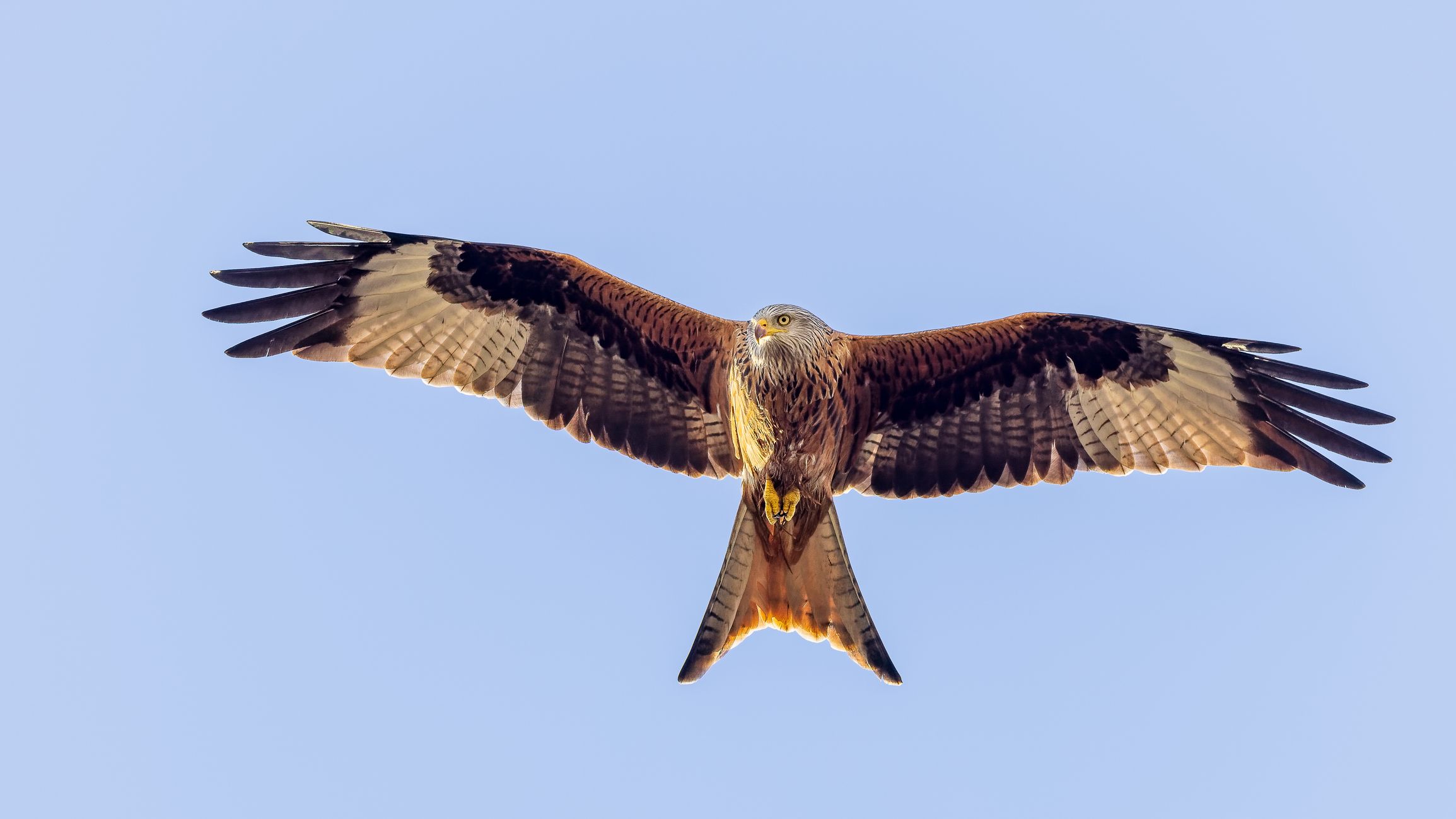 Der Rotmilan gehört ebenfalls zu den "Habichtartigen", wie der Mäusebussard.