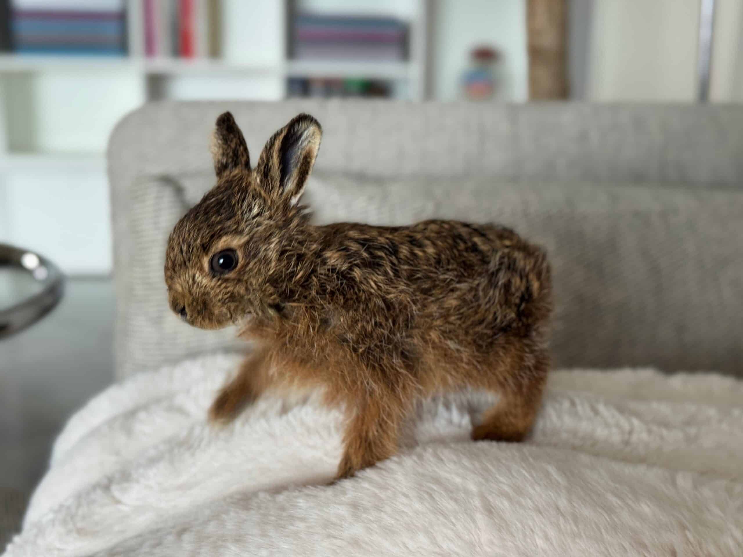 Nur die wenigsten Feldhasenbabys brauchen unsere Hilfe! Deshalb - FINGER WEG!