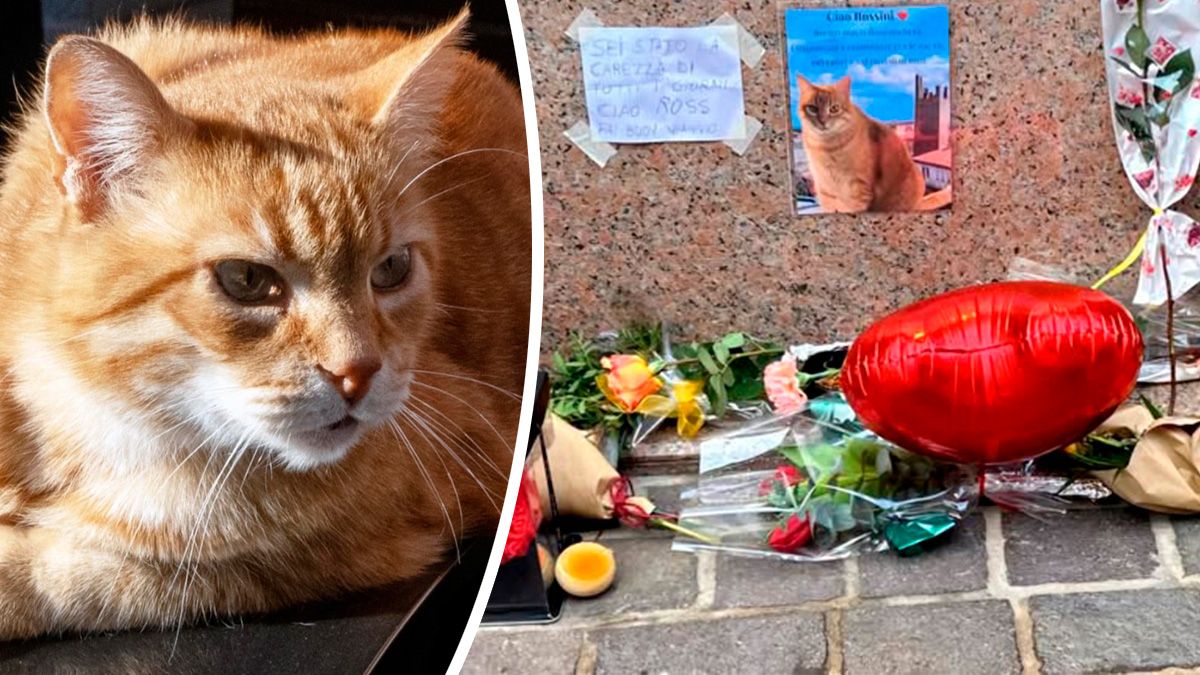 Heute.at - Ganze Stadt trauert um berühmten Katzenbürgermeister