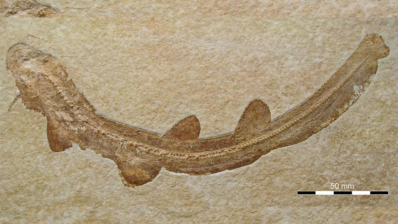 Bavariscyllium besitzt ein auffälliges, bartelartiges Sinnesorgan im Bereich der Kehle.