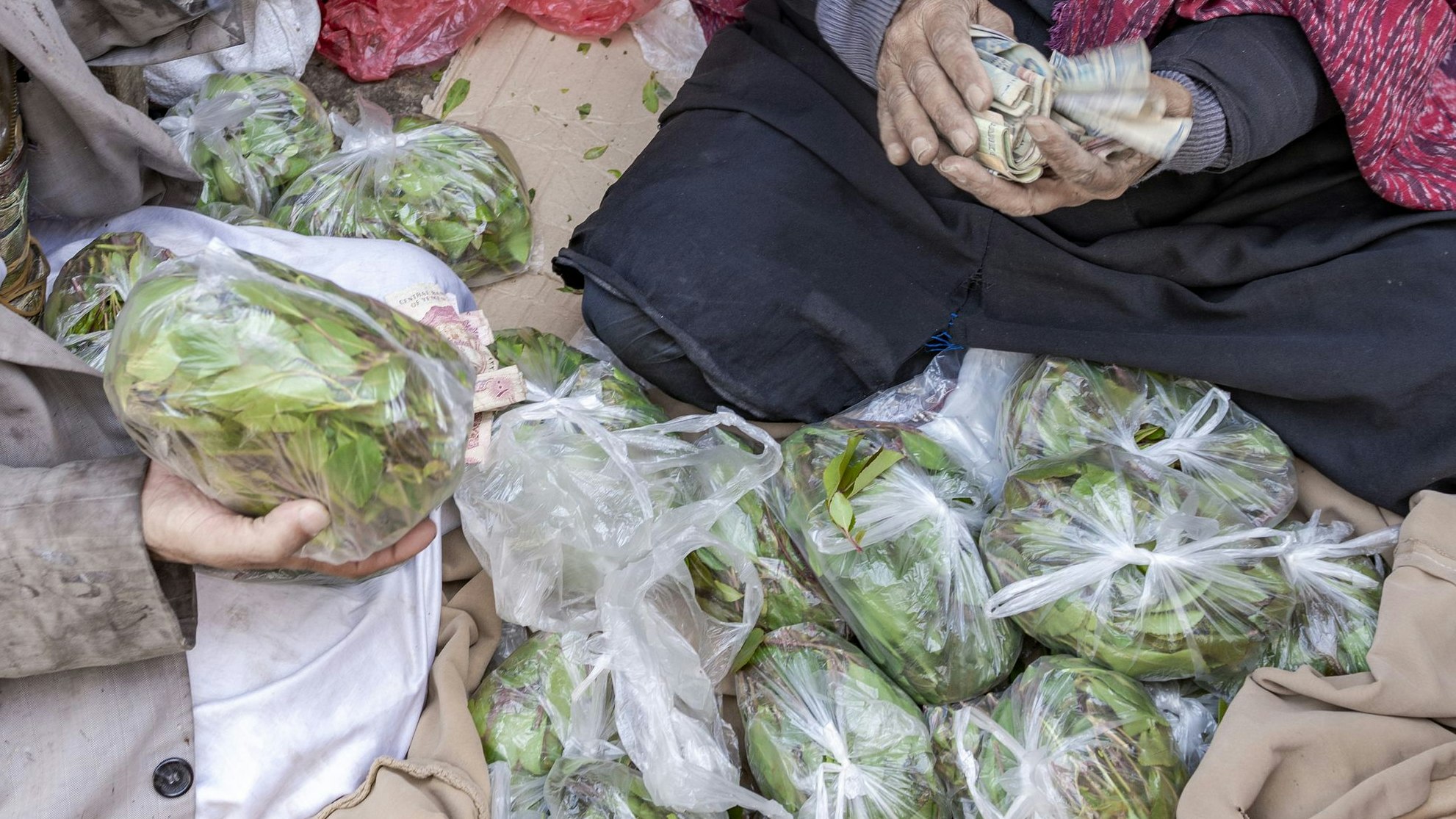 Heute.at - 40-Kilo-Drogenstrauch am Flughafen Wien entdeckt