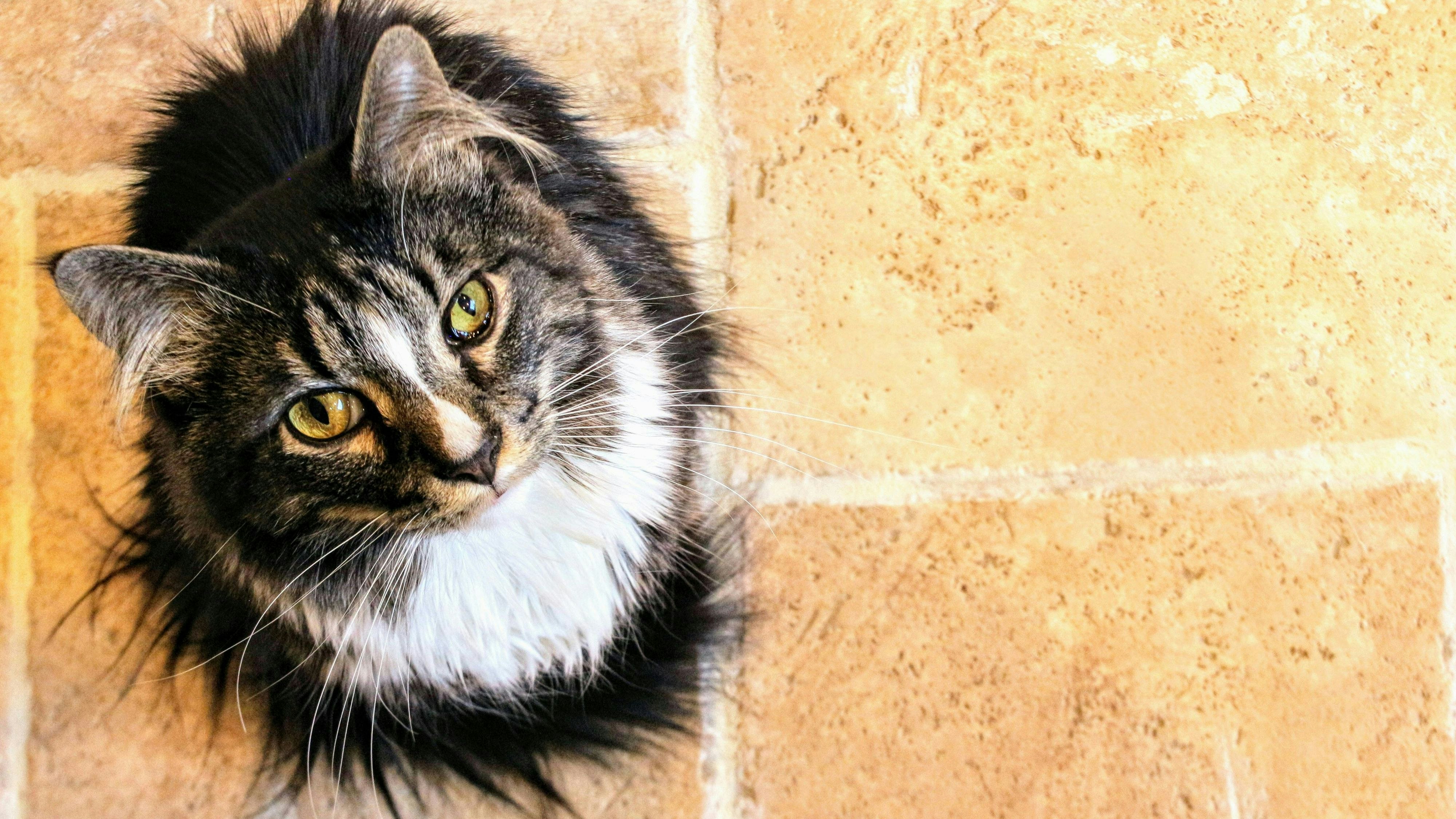 Heute.at - Darum folgt dir deine Katze bis aufs Klo