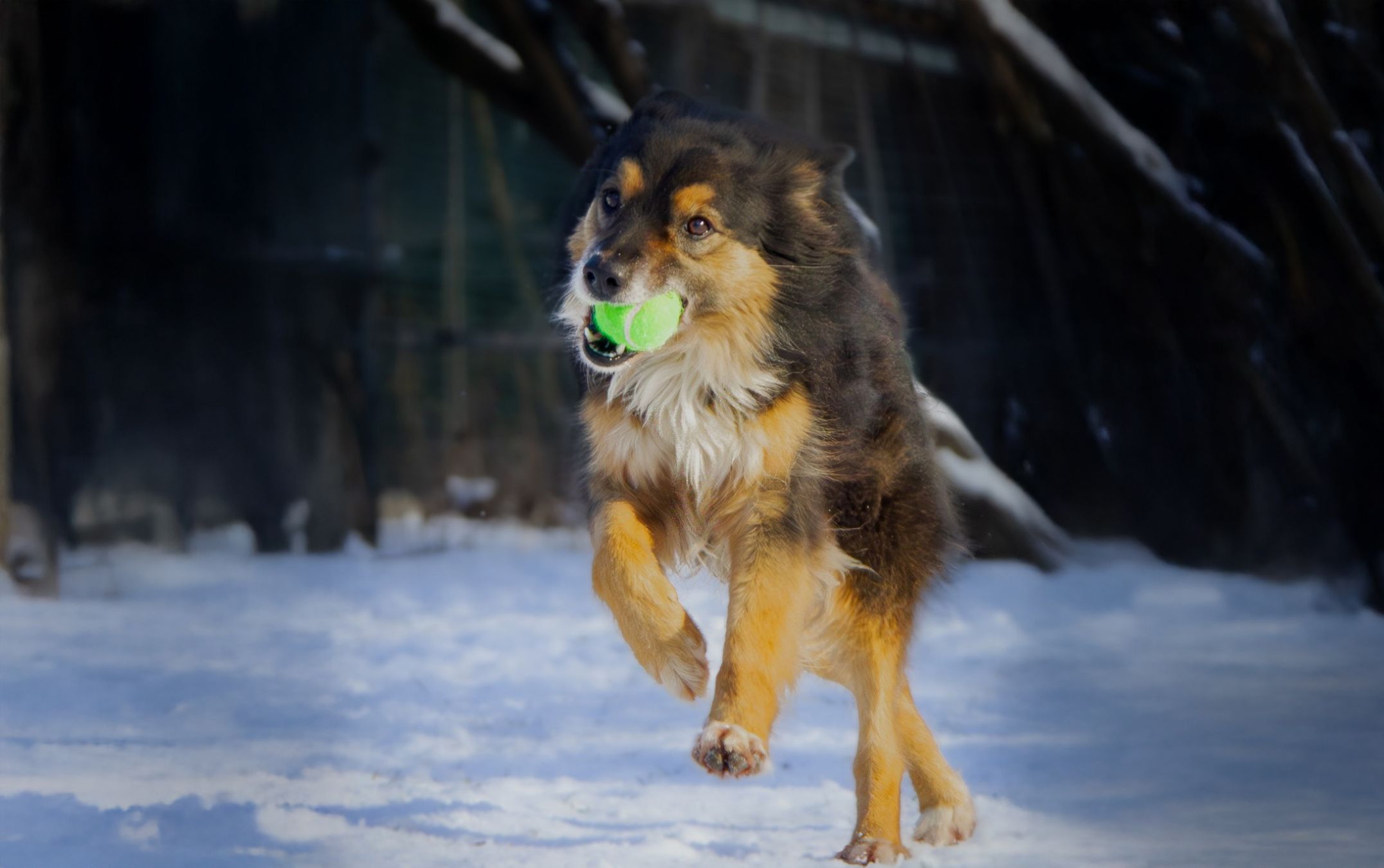 Seit über vier Jahren in Grazer Tierheim: Aussie Jack wartet auf Menschen, die ihm Aufgabe statt Kuscheln bieten.