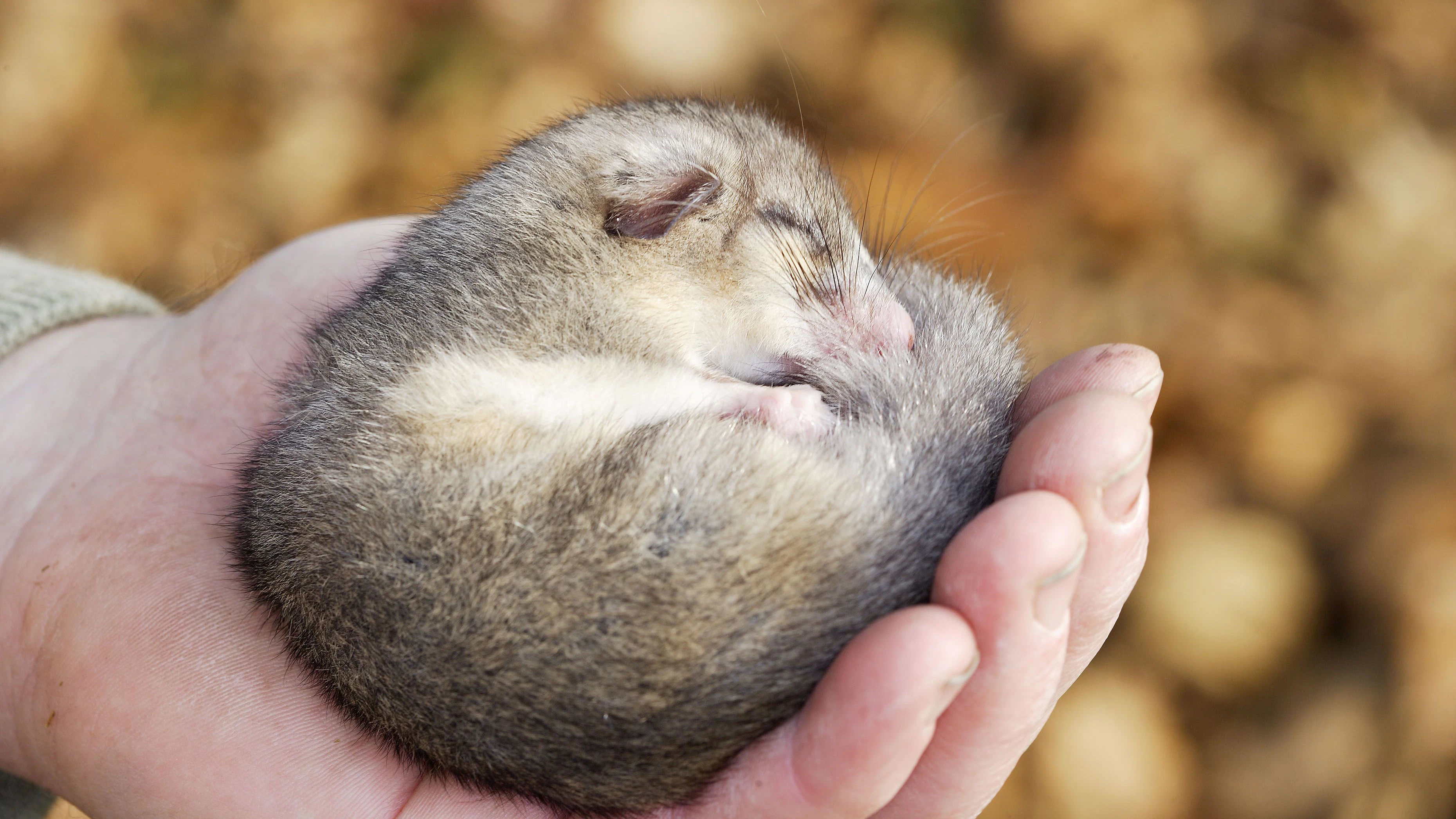 Siebenschläfer (Glis glis) kommen mit den veränderten Klimabedingungen in Österreich schlecht zurecht, haben aber mit dem "Siebenschläfertag" gar nichts zu tun.