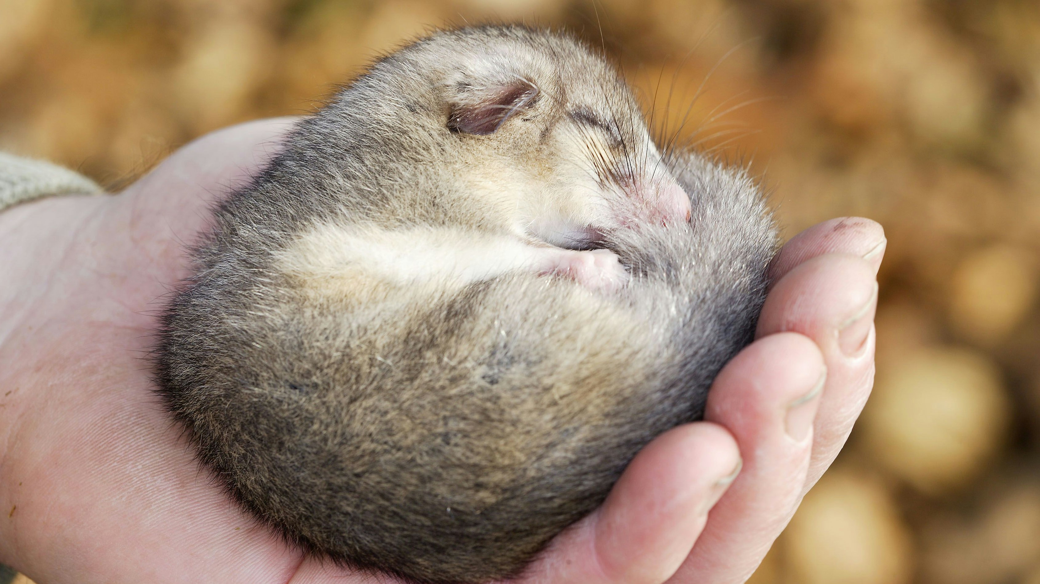 Siebenschläfer (Glis glis) kommen mit den veränderten Klimabedingungen in Österreich schlecht zurecht.