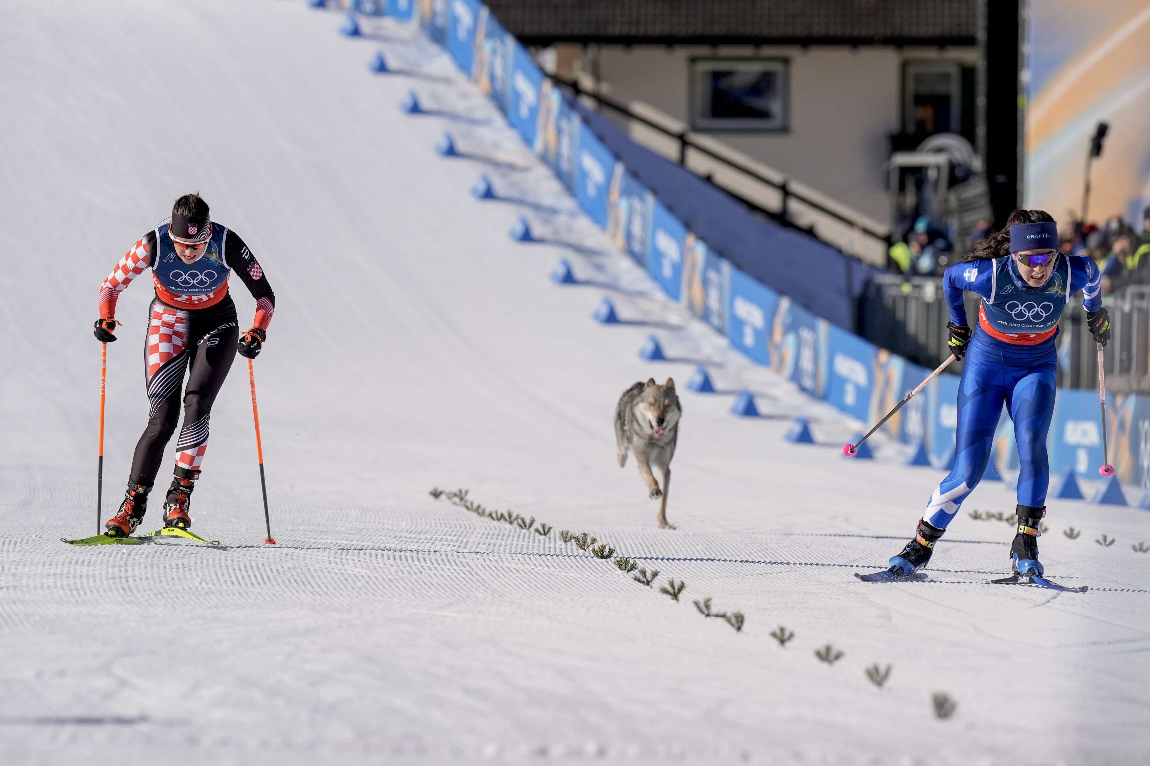Ein Hund verirrte sich auf die Olympia-Läupfe beim Langlauf-Bewerb. 
