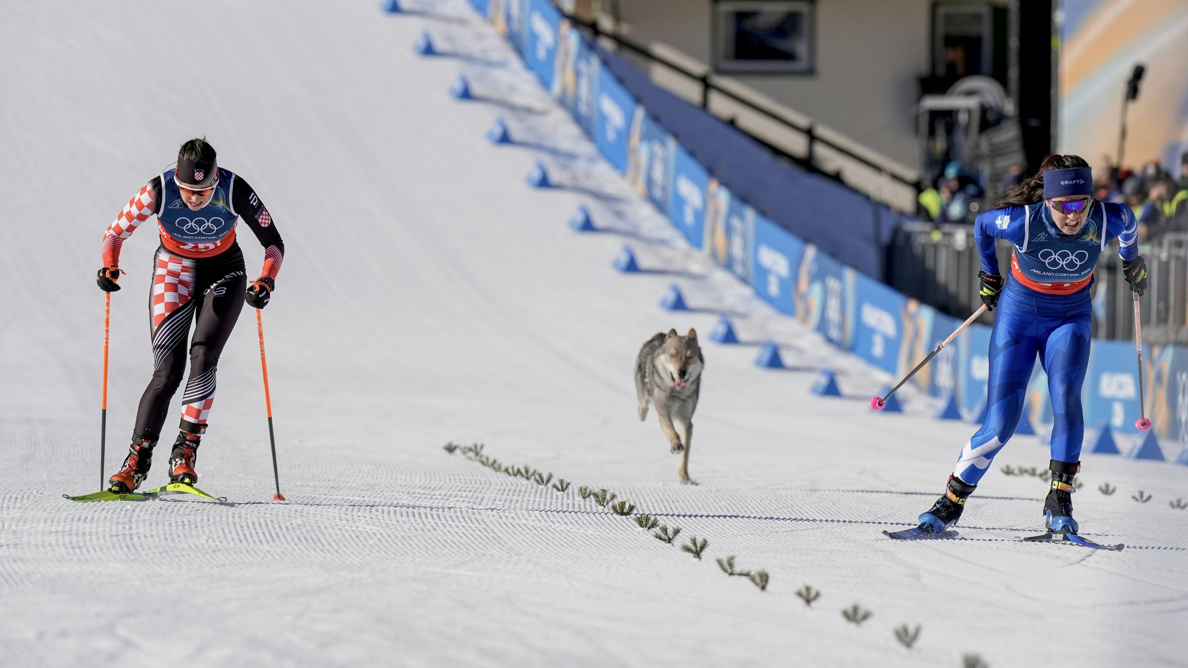 Ein Hund verirrte sich auf die Olympia-Läupfe beim Langlauf-Bewerb. 