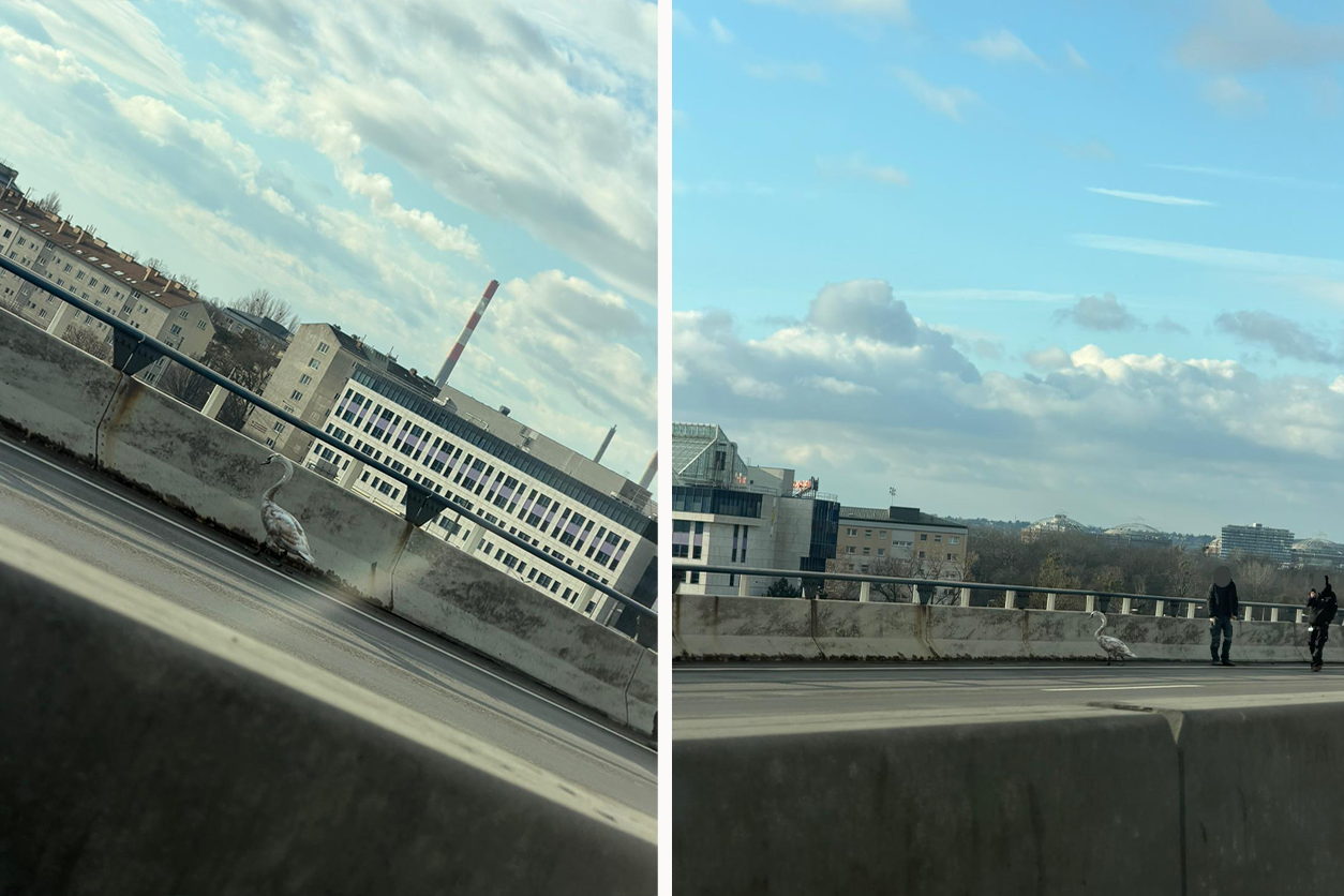 Der Schwan stattete am Mittwoch in der Früh der Autobahn einen Besuch ab.