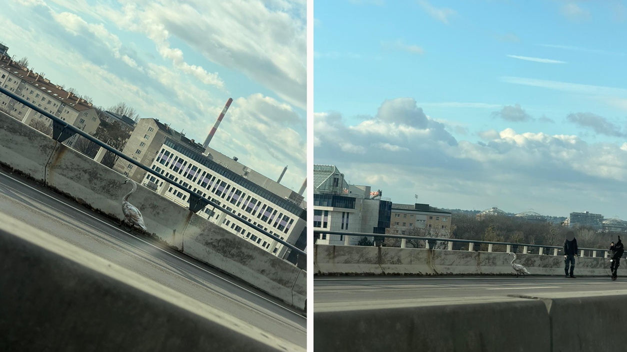 Heute.at - Tierischer Gast! Schwan landet auf Wiener Autobahn