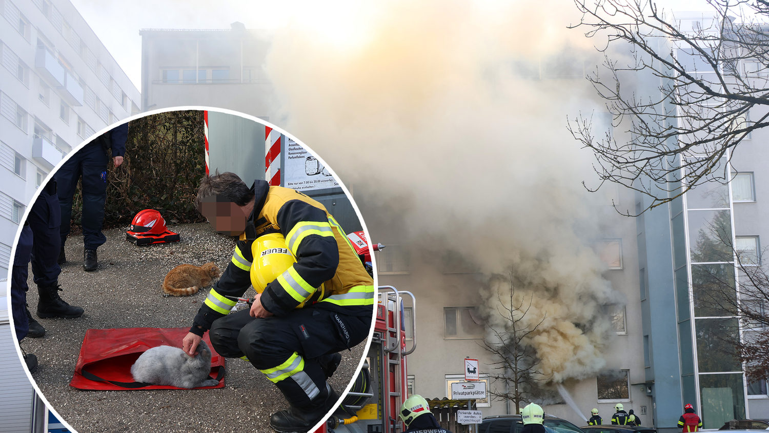 Vier Katzen wurden aus dem Haus gerettet und versorgt.