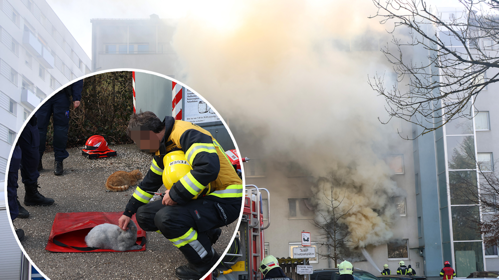 Vier Katzen wurden aus dem Haus gerettet und versorgt.