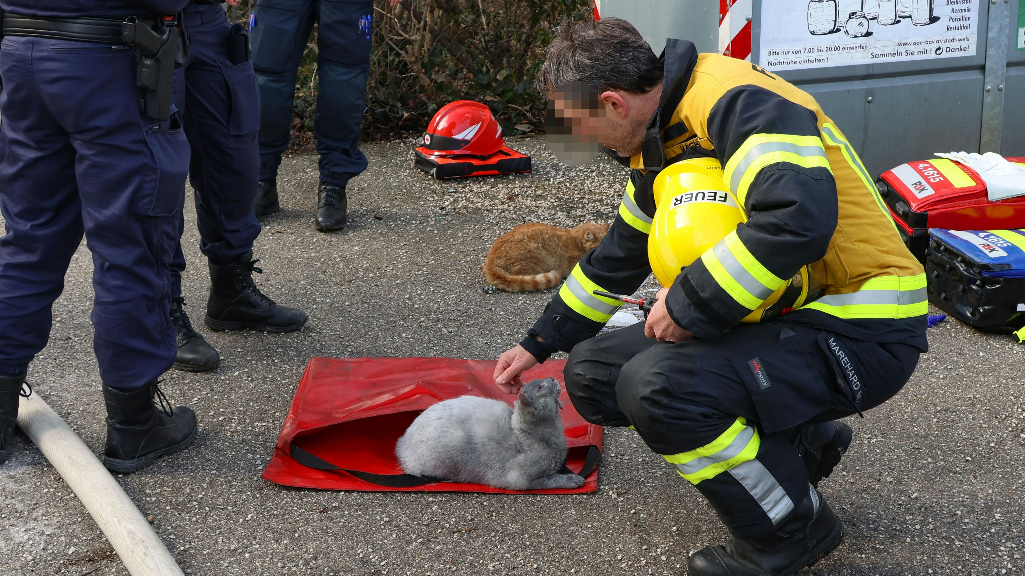 Die Einsatzkräfte brachten auch vier Katzen in Sicherheit.