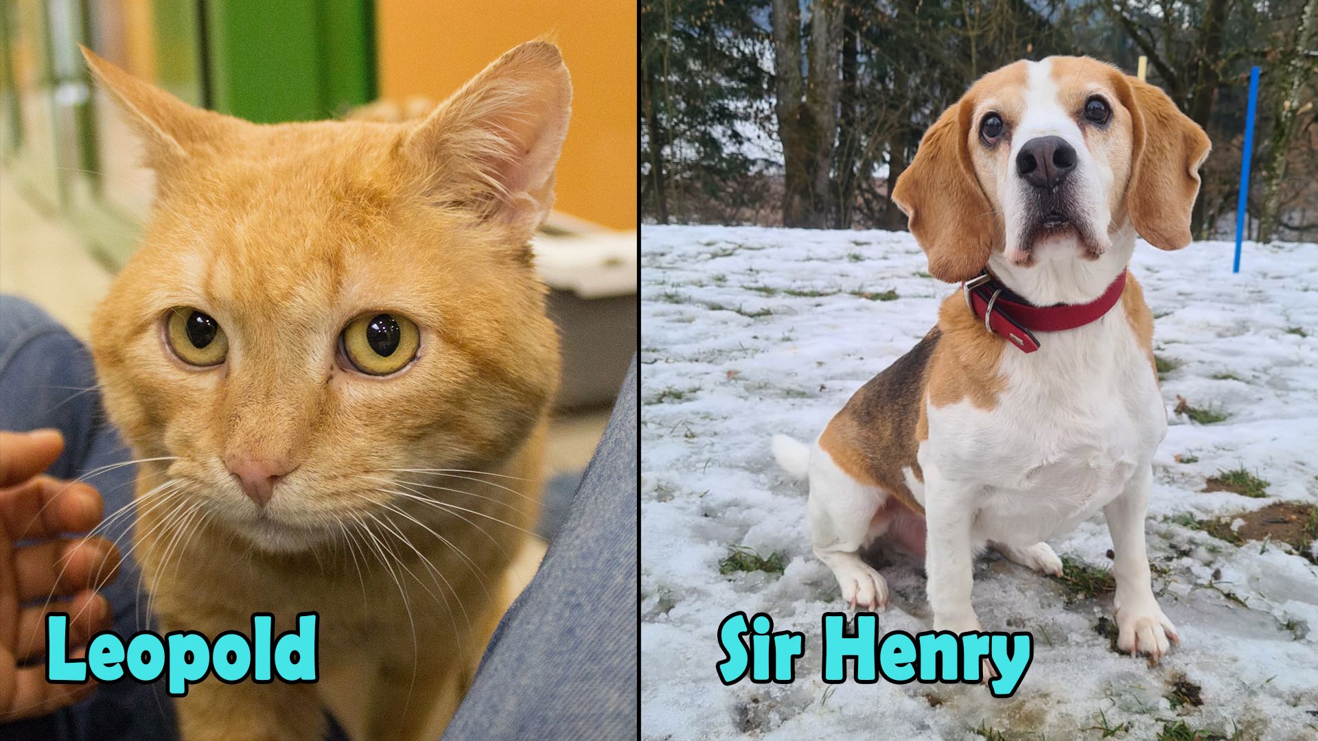 Heute.at - TIKO Kärnten: Beagle möchte nur schnüffeln dürfen