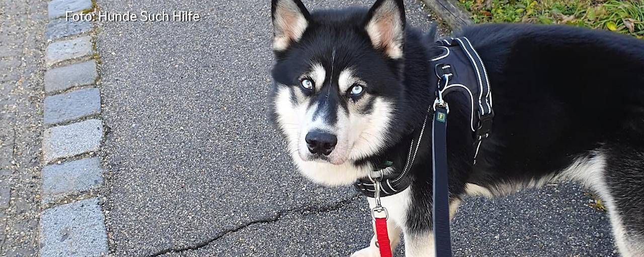 Der zweijährige Husky wurde von seinem Besitzer schwer misshandelt.