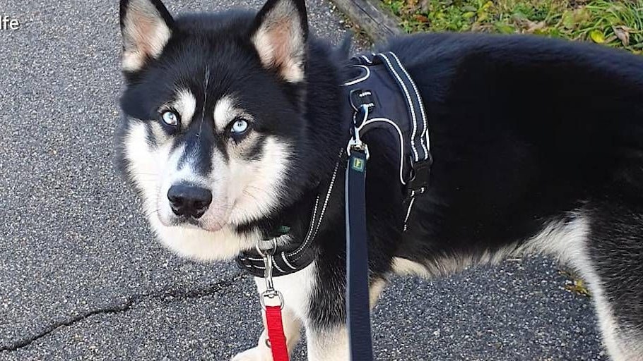 Heute.at - Buba schwer misshandelt – Höhere Strafen gefordert