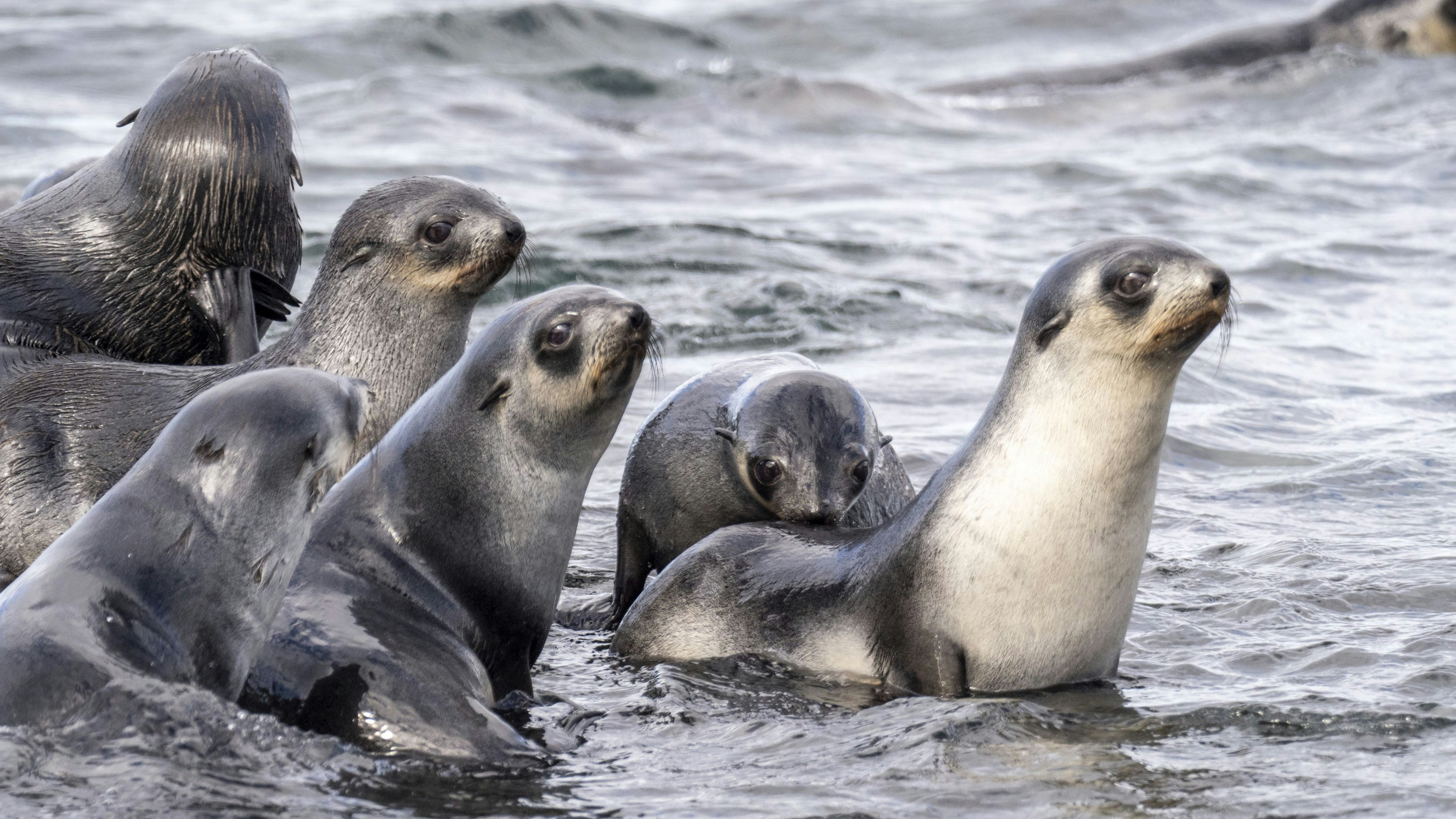 Antarktische Seebären auf Futtersuche. 