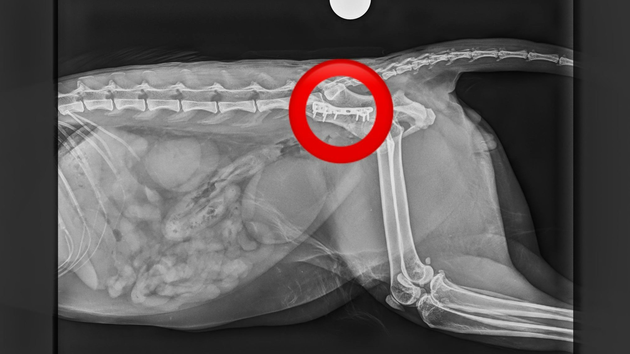 Der Kater erlitt multiple Beckenbrüche. 