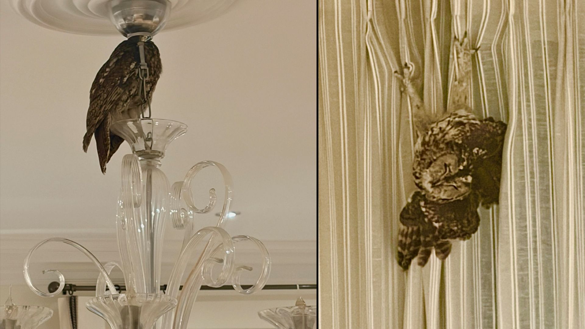 Heute.at - Um zu chillen! Eulen landen über Rauchfang im Salon