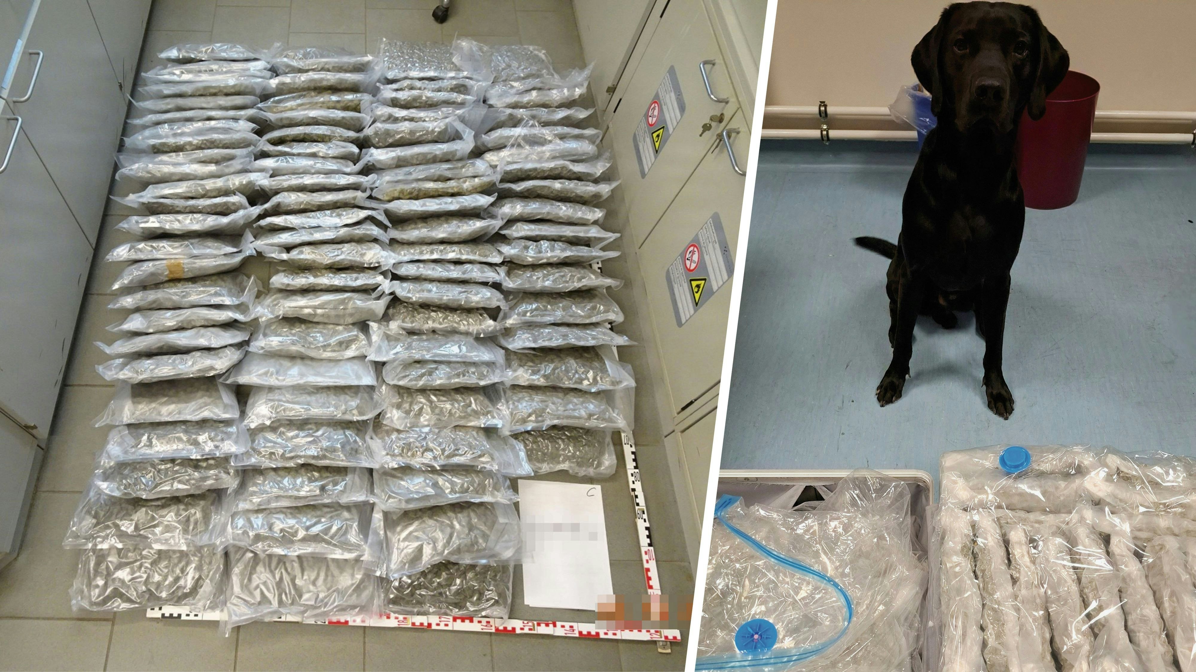 Heute.at - Jerry erschnüffelt große Menge Cannabis am Flughafen