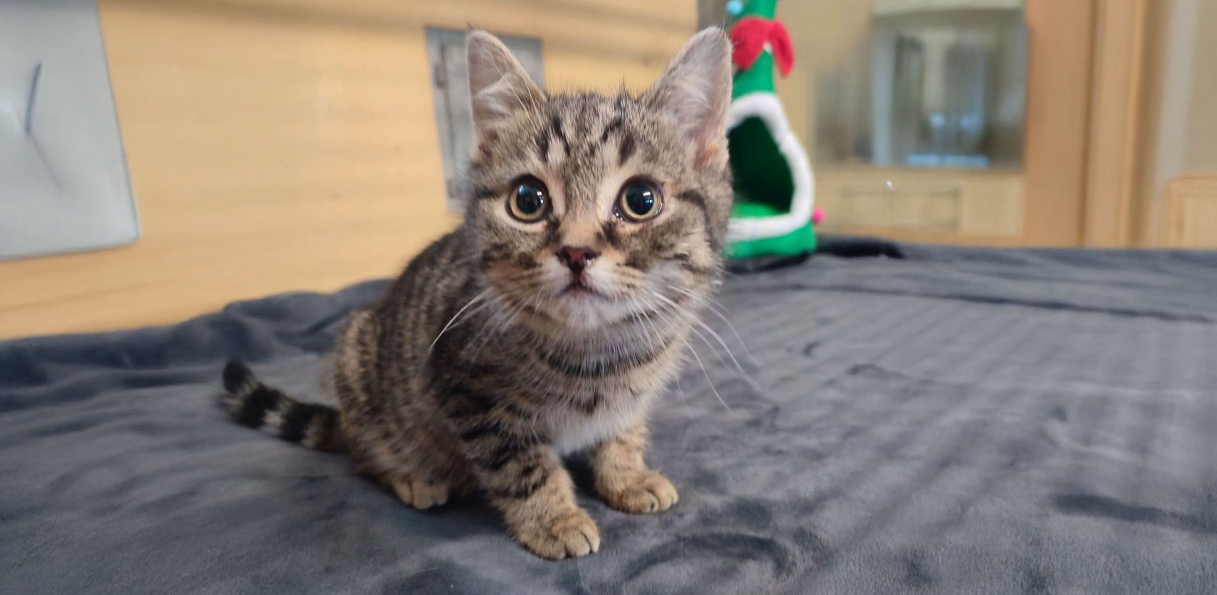 Klein, neugierig und voller Hoffnung: Der getigerte Kater Fidibus blickt nach seiner Rettung vorsichtig in seine neue Zukunft.