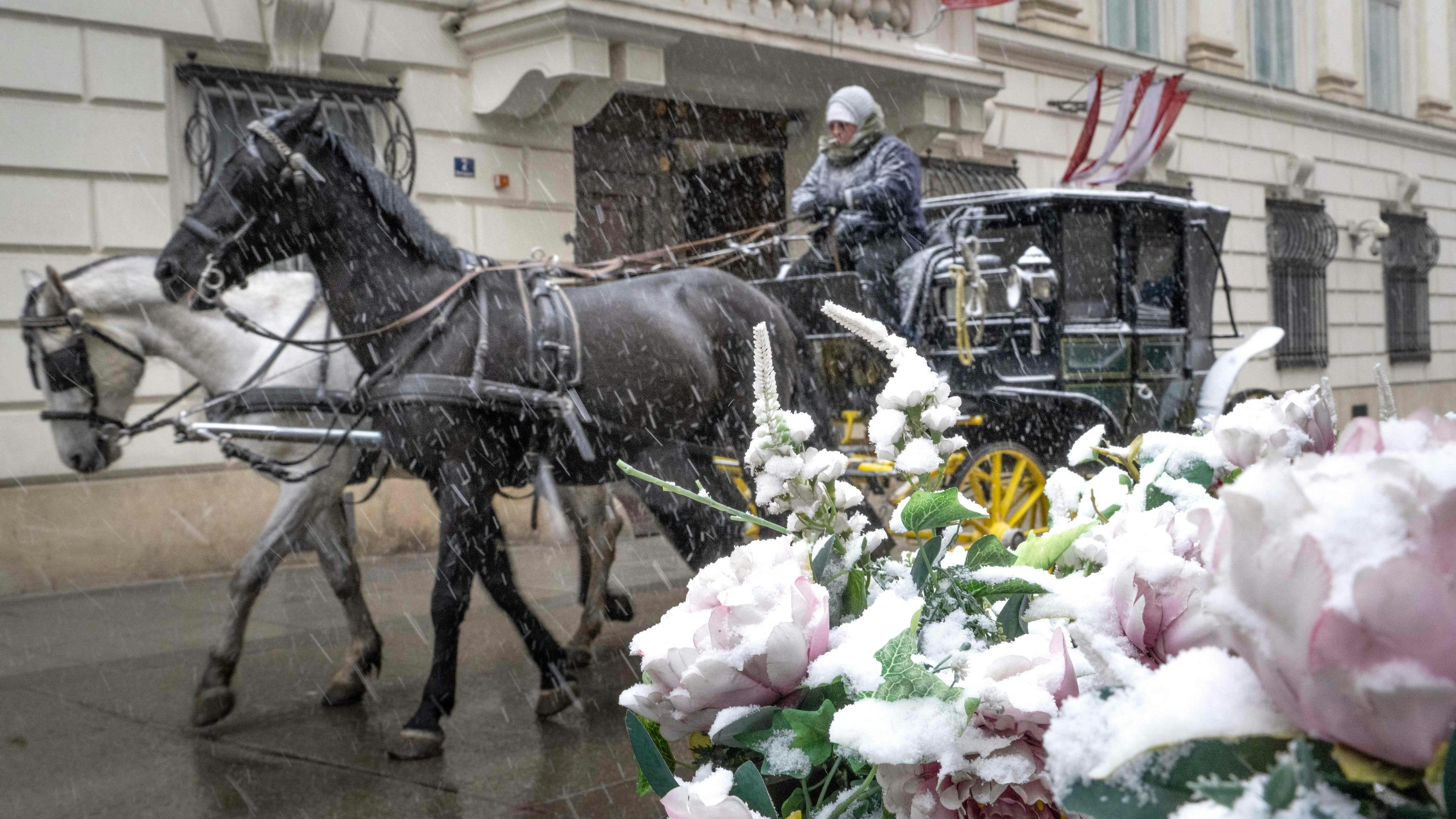 Artificial flowers are snow covered as a fiacre passes by in Vienna, Austria on February 16, 2026. (Photo by Joe Klamar / AFP)